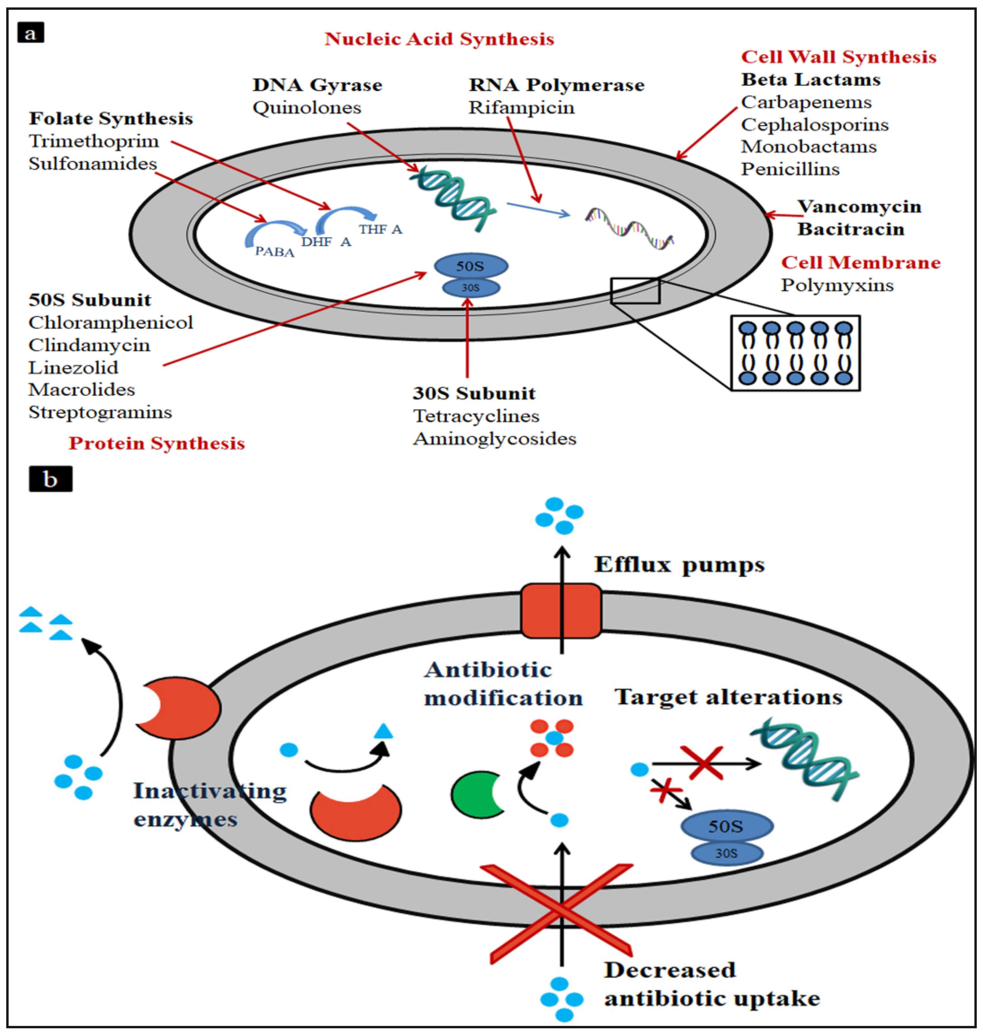 Methicillin-Resistant Staphylococcus aureus (MRSA)