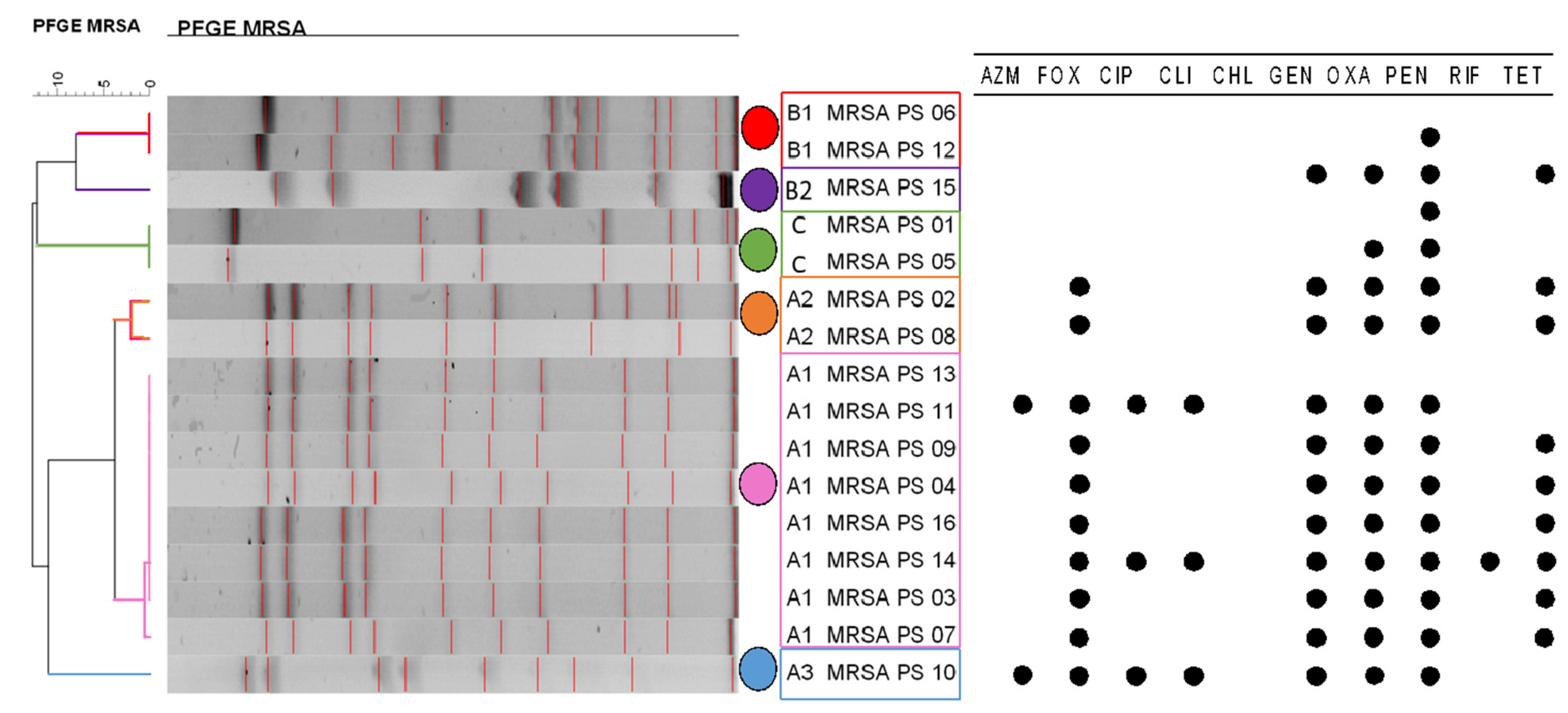 Staphylococcus aureus in Healthcare Settings, HAI