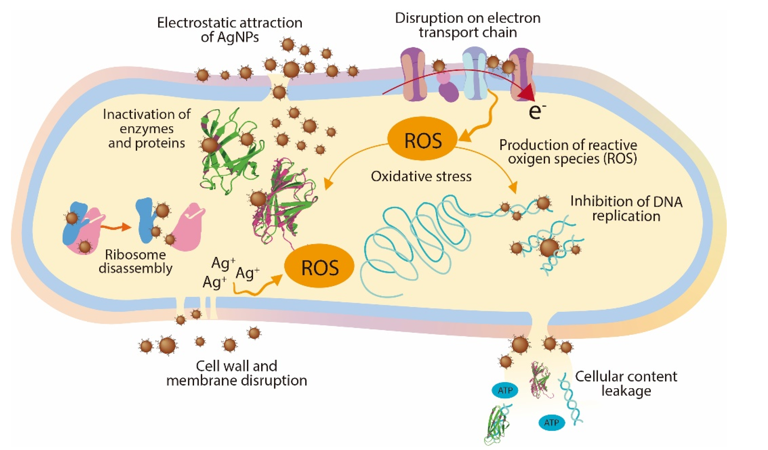 Antibiotics 11 00622 g005