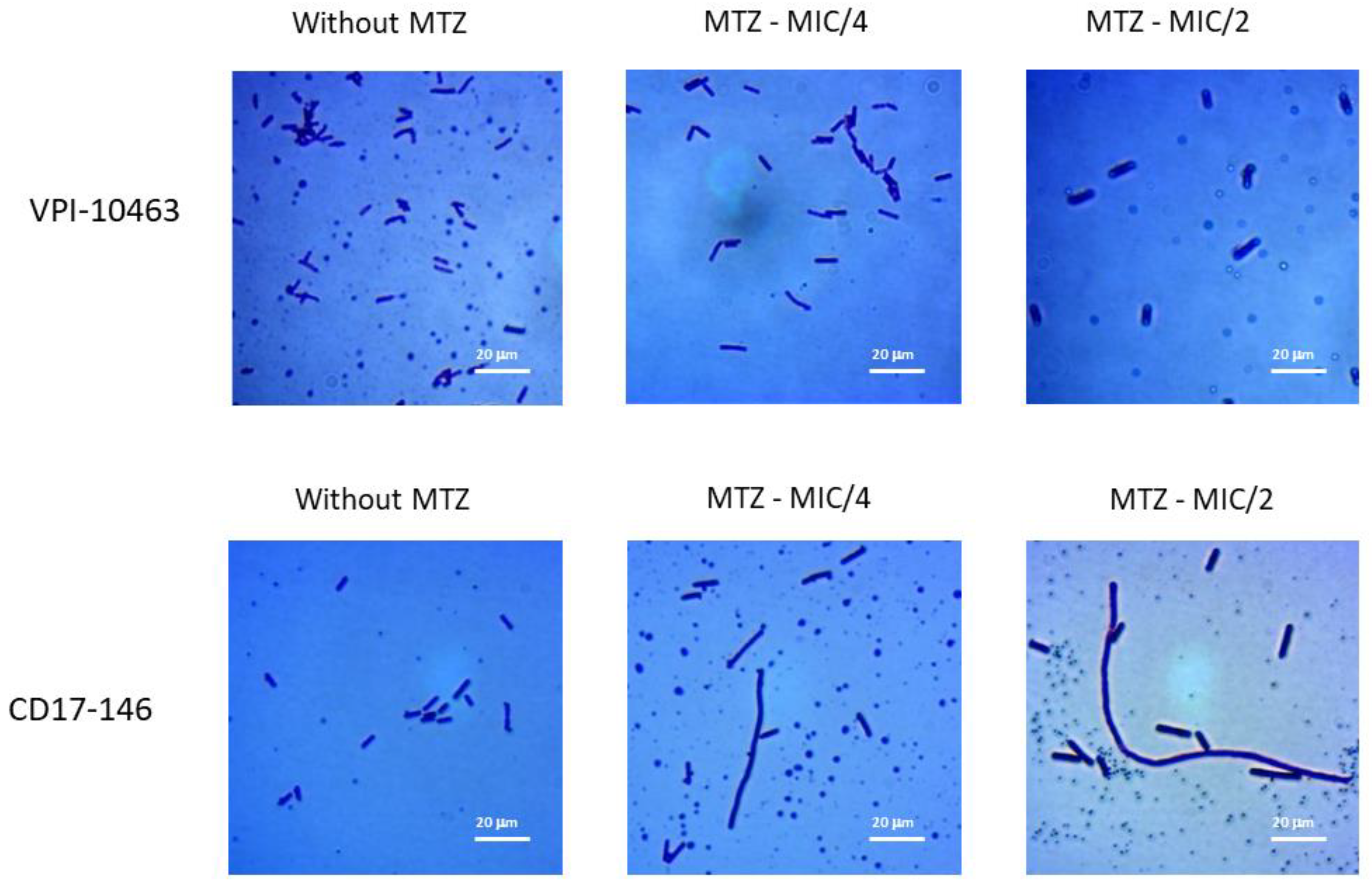 Antibiotics 11 00624 g001