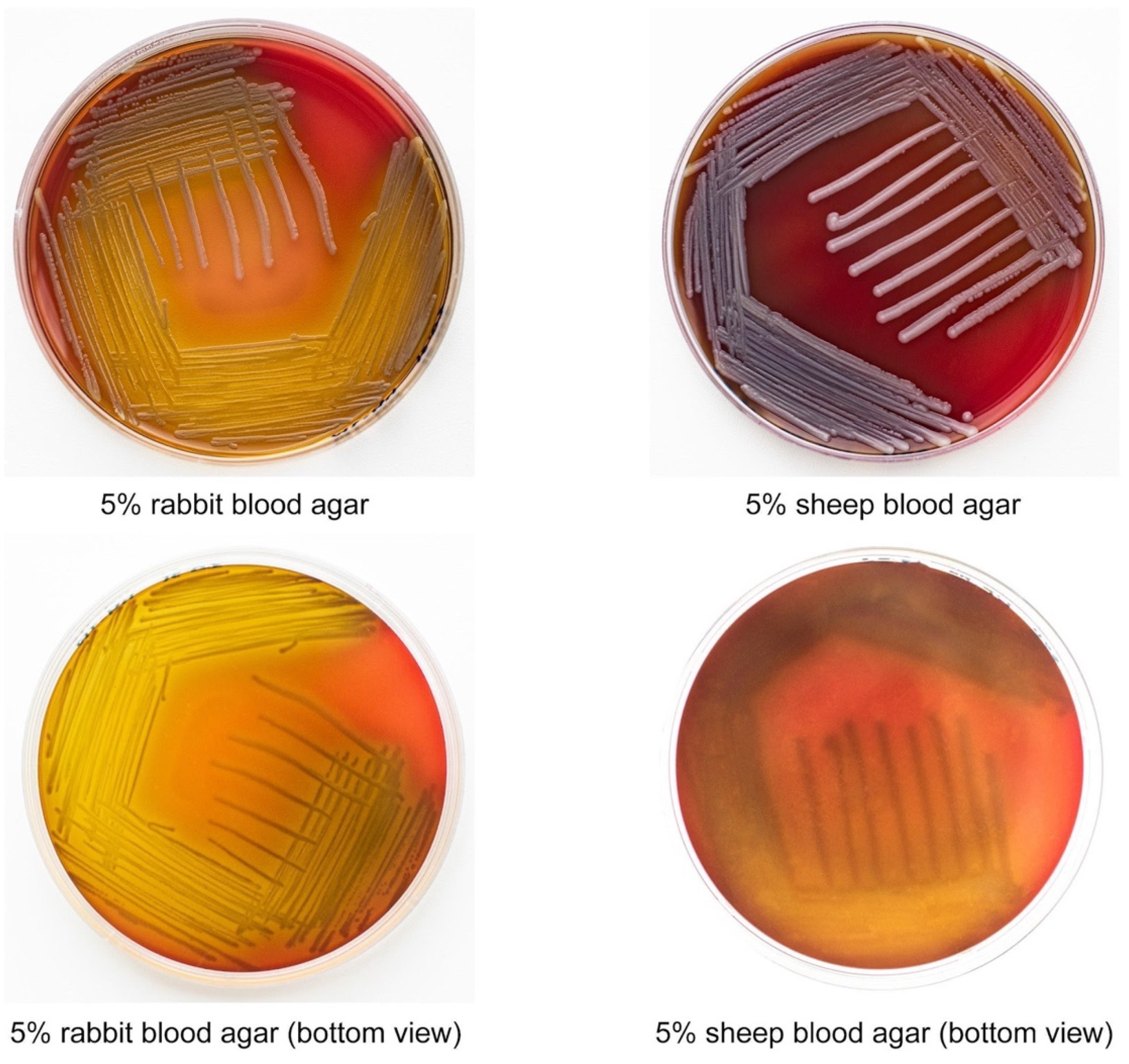 Antibiotics 11 00648 g001