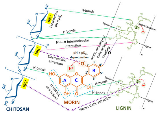 Antimicrobial Potential of Conjugated Lignin/Morin/Chitosan