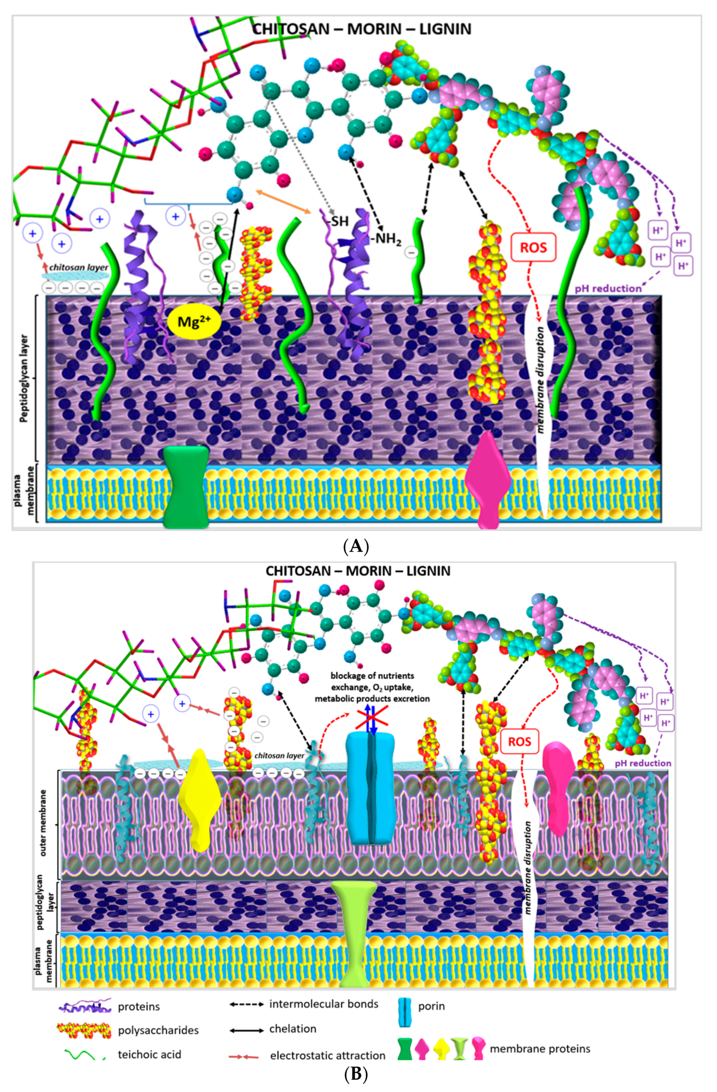 Antibiotics 11 00650 g006 550
