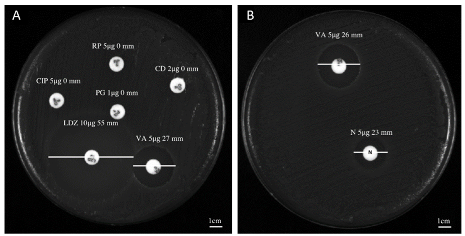 Antibiotics 11 00651 g001
