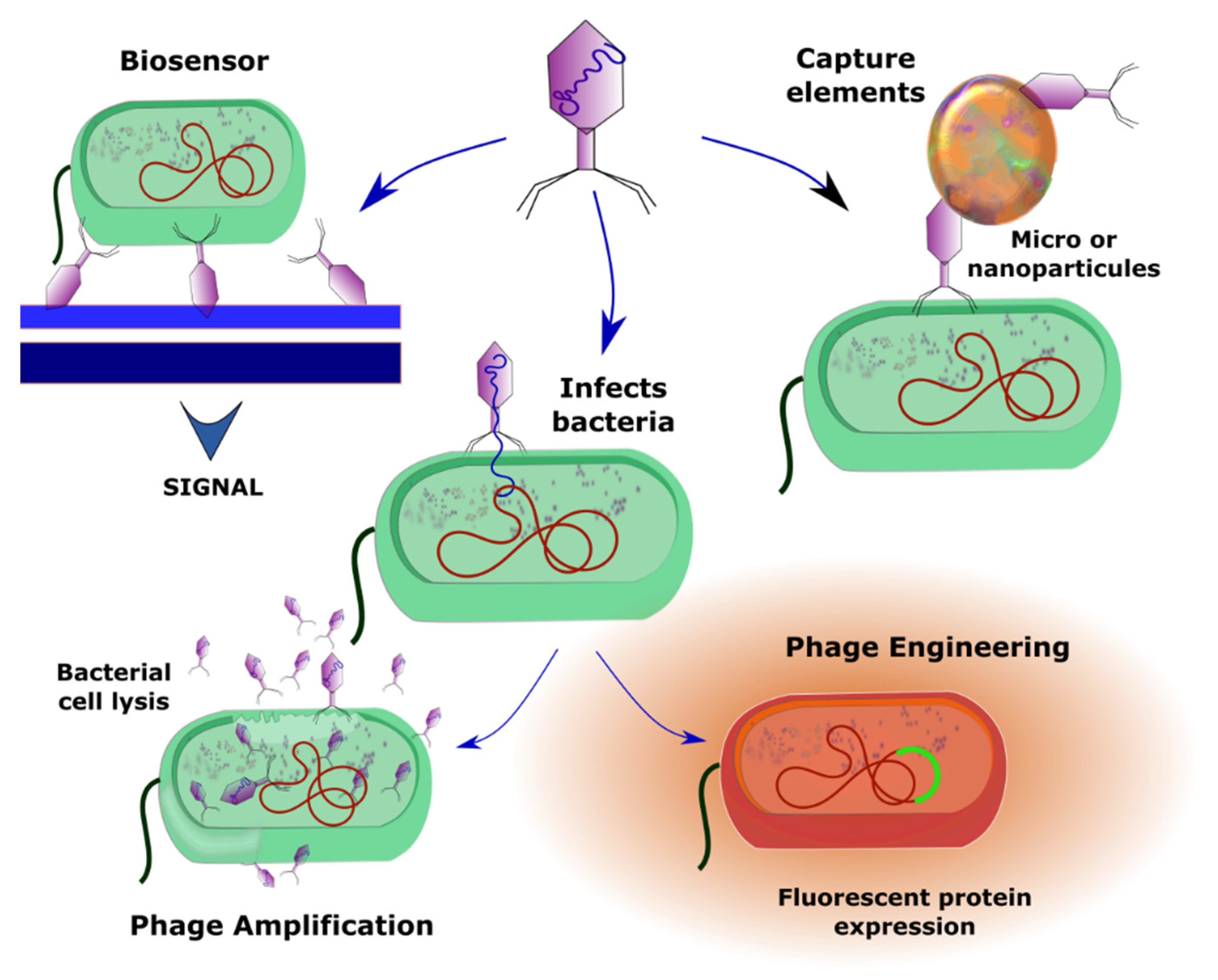 Bacteriophages are viruses that infect bacteria but are harmless