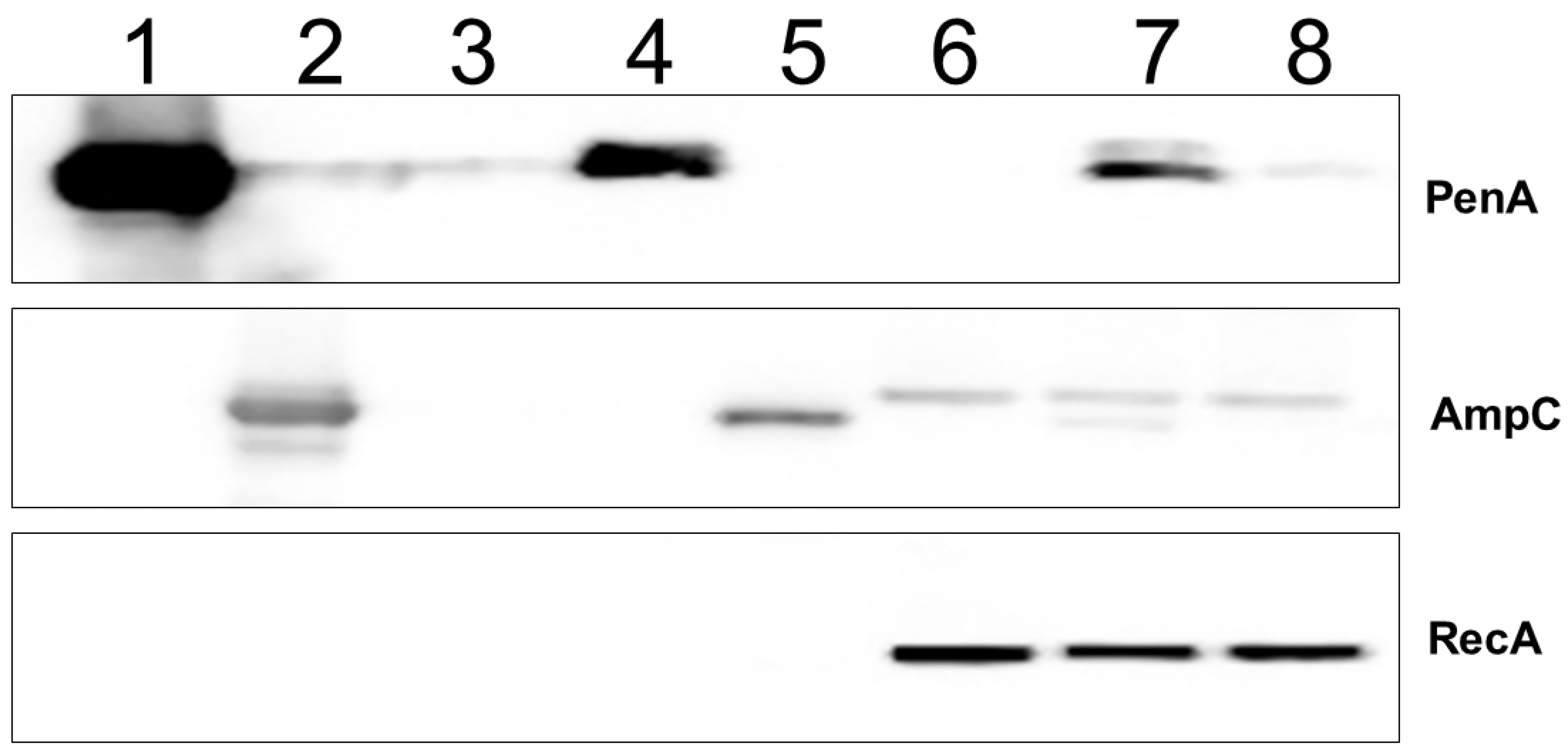 Antibiotics 11 00674 g004