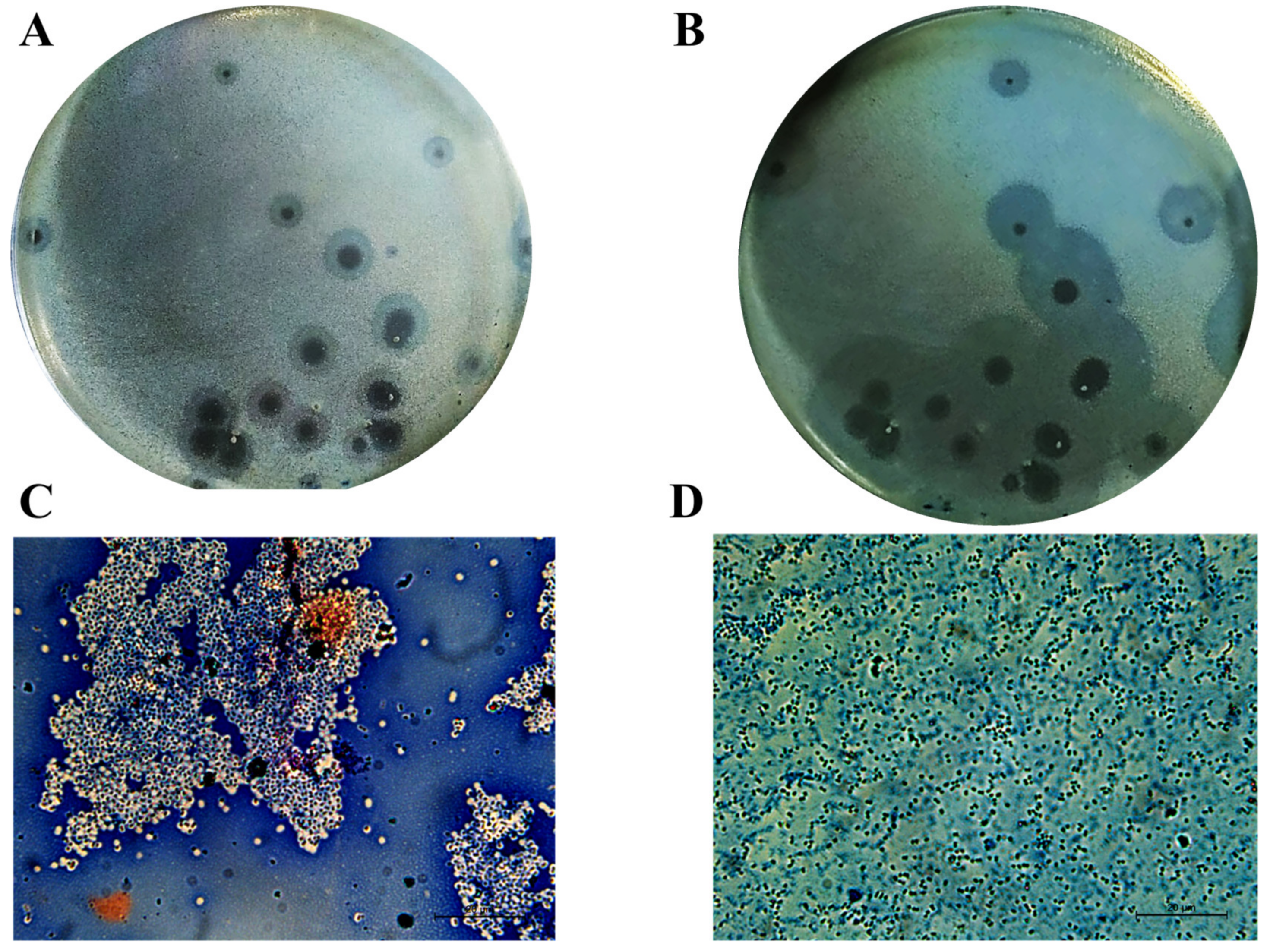 Antibiotics 11 00677 g001