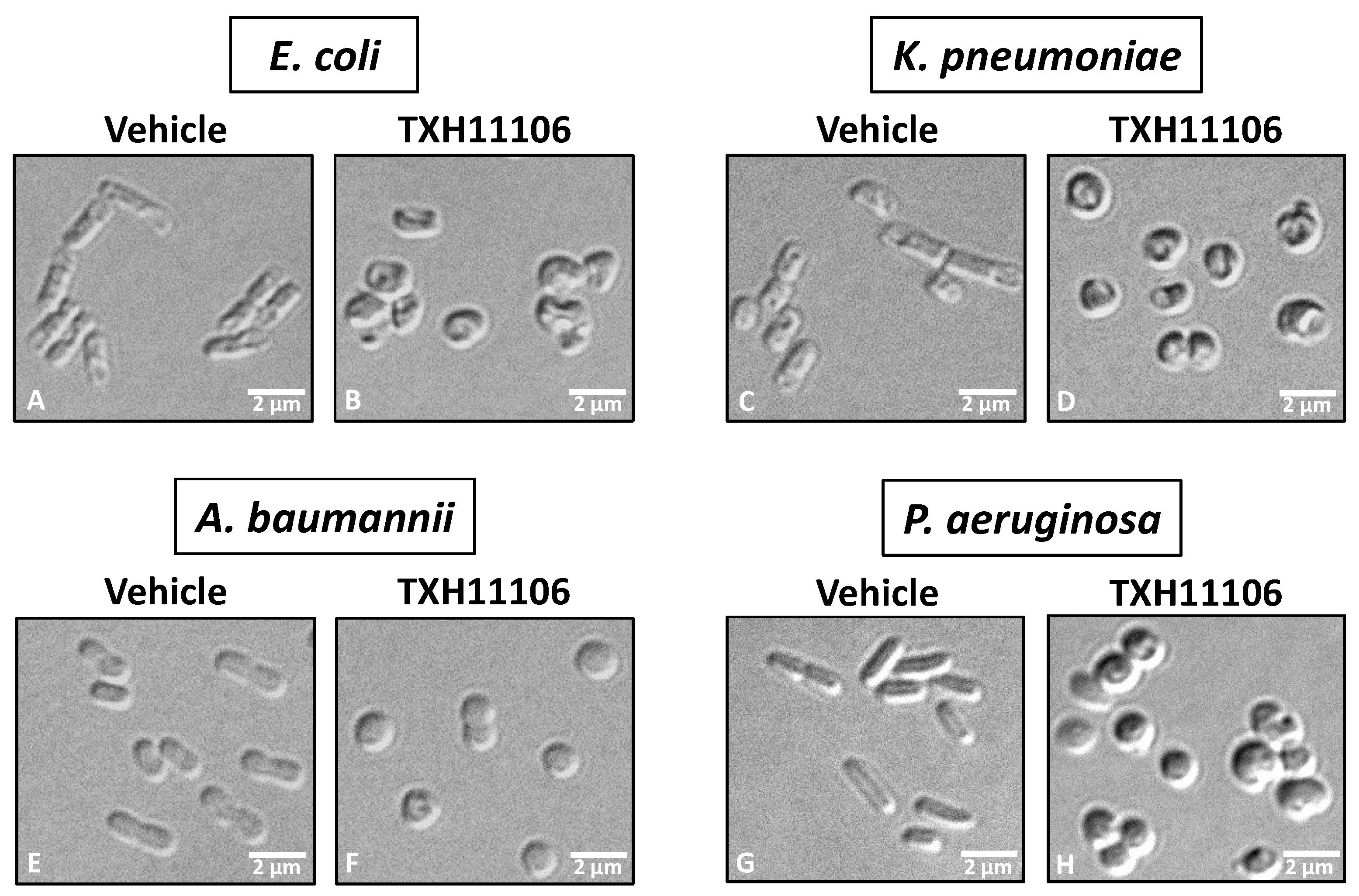 Antibiotics 11 00693 g003 550