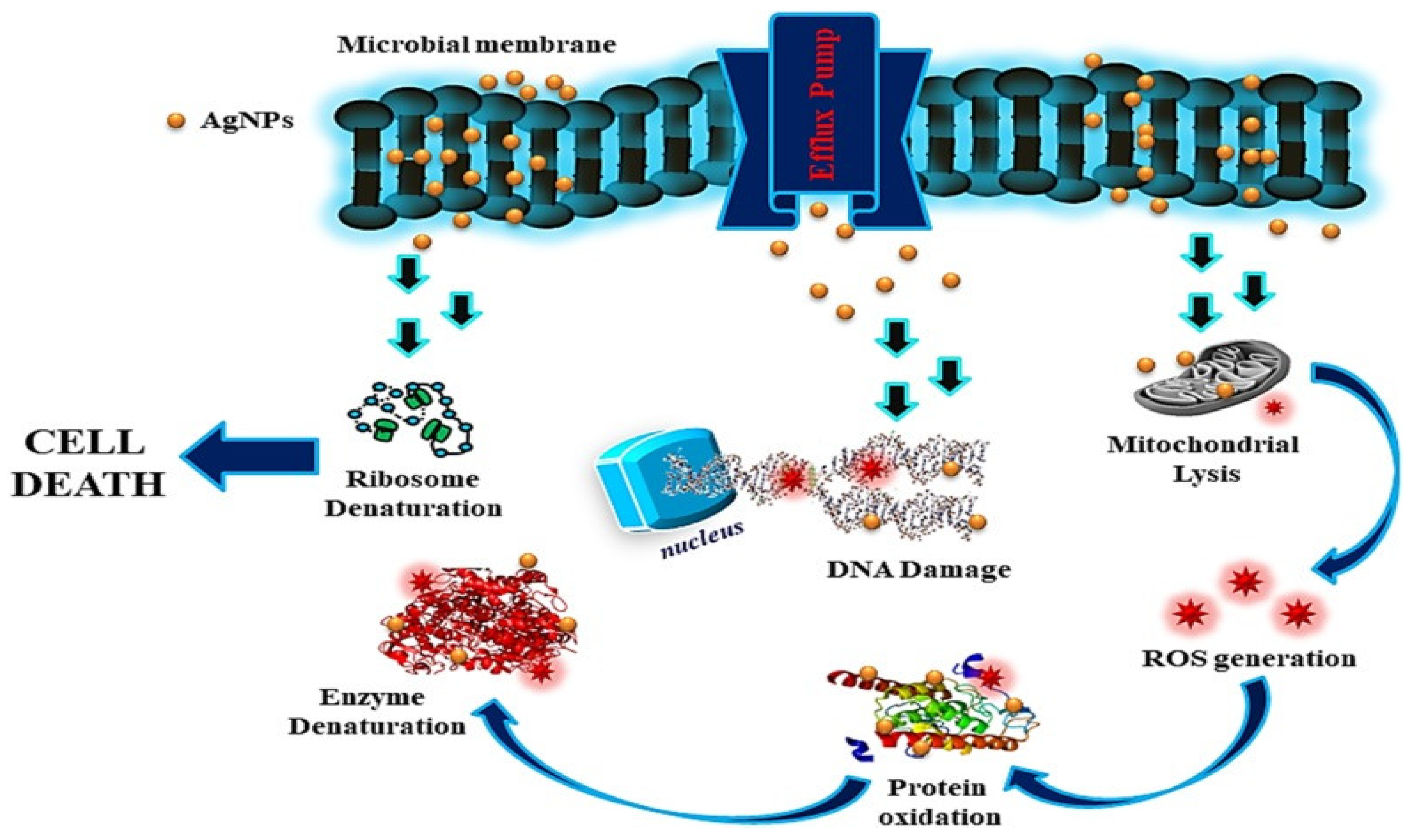 Antibiotics 11 00708 g003