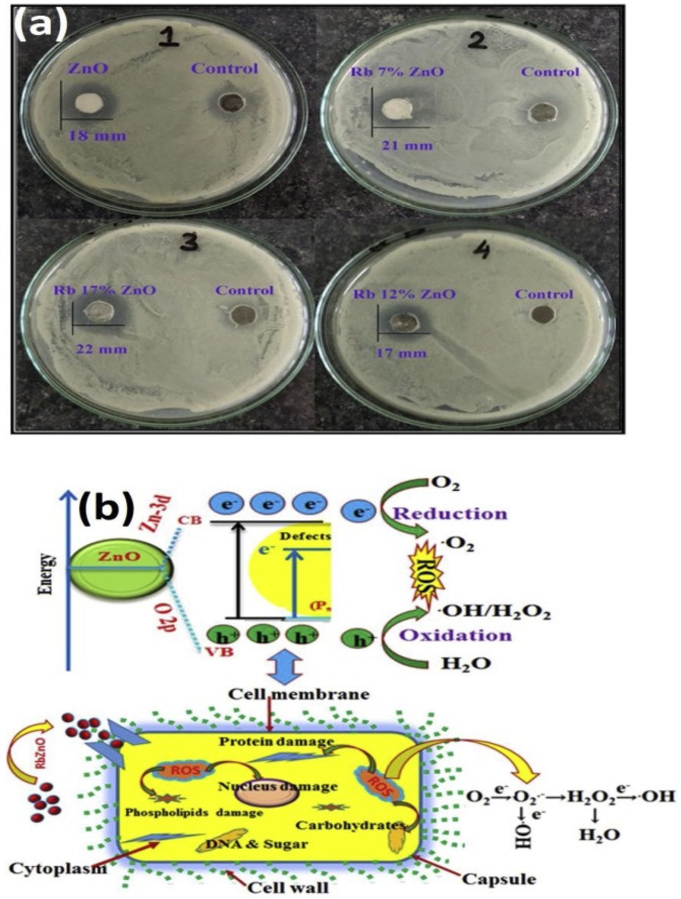 Antibiotics 11 00708 g004