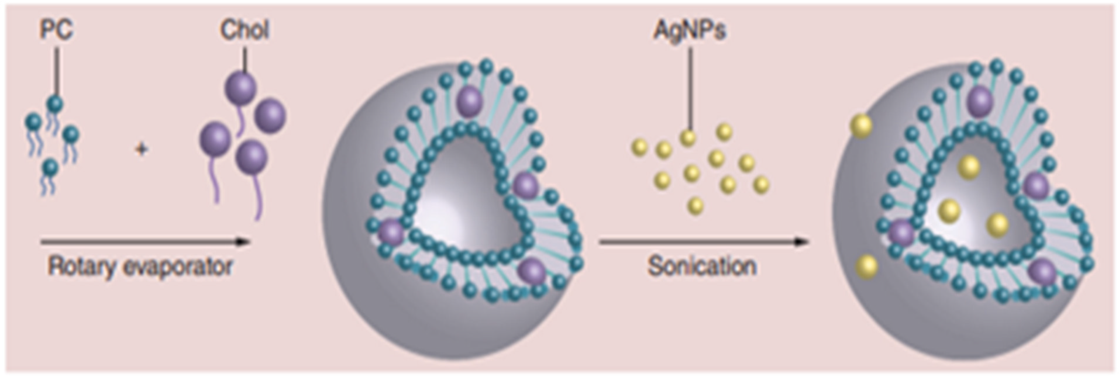 Antibiotics 11 00708 g005