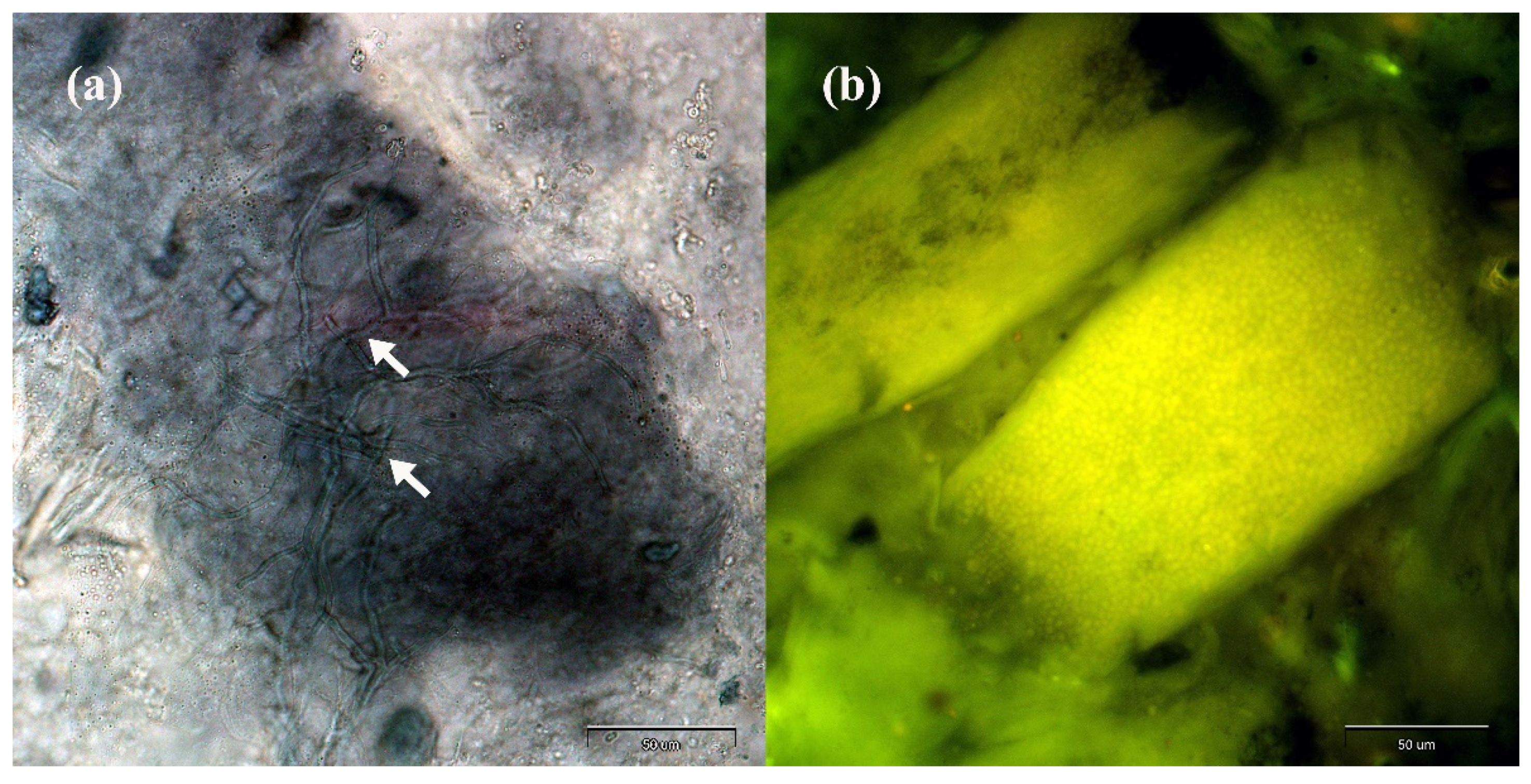 Antibiotics 11 00739 g001