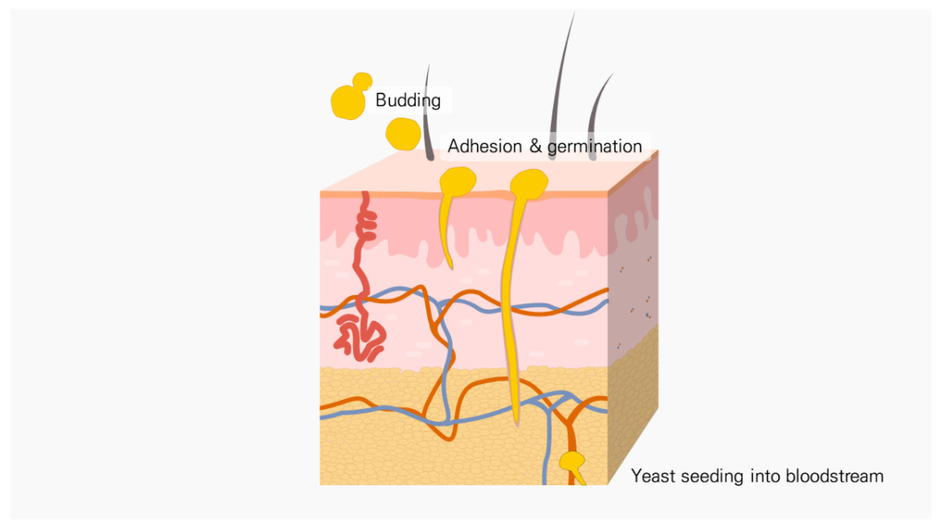 Antibiotics 11 00803 g002 550