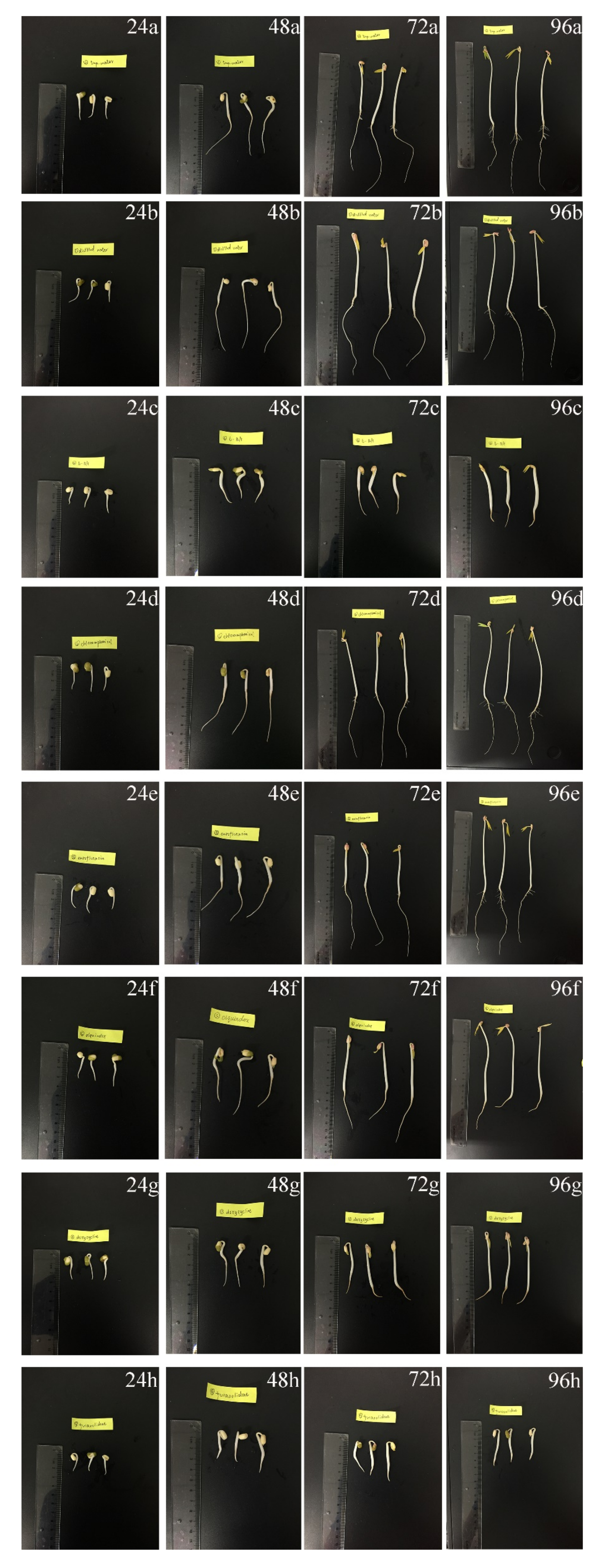 Antibiotics 11 00807 g002 Antibiotics 11 00807 g002