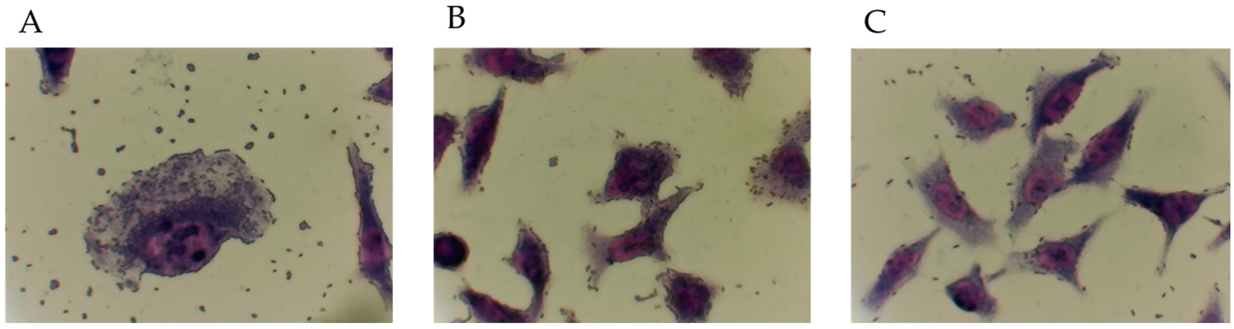 Antibiotics 11 00833 g001