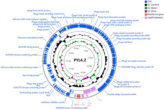 Antibiotics | Free Full-Text | Occurrence of Serratia marcescens 