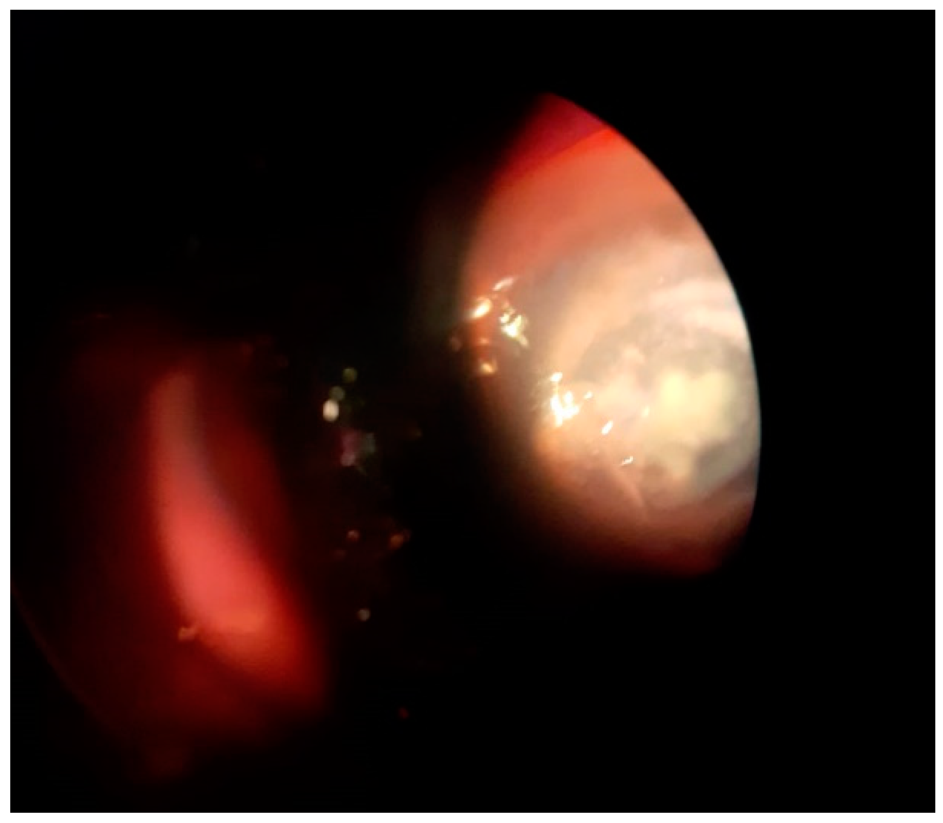 Antibiotics 11 00905 g002