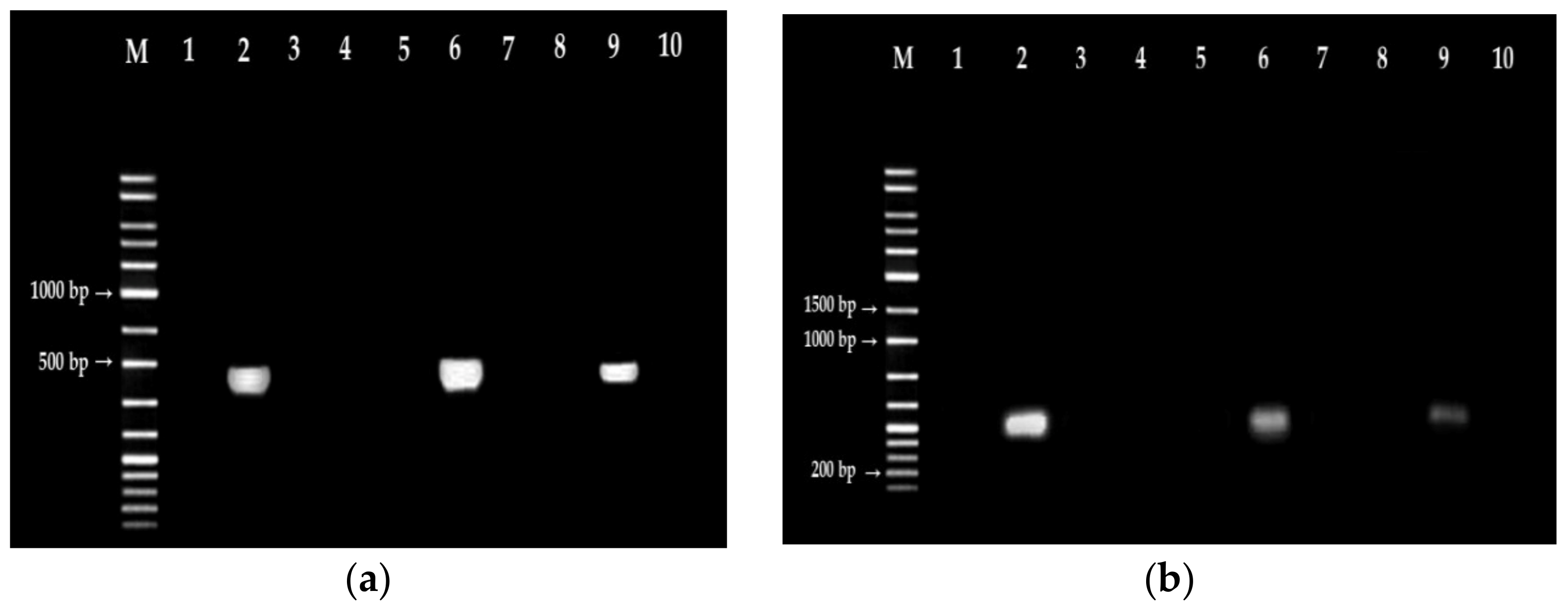 Antibiotics 11 00916 g008