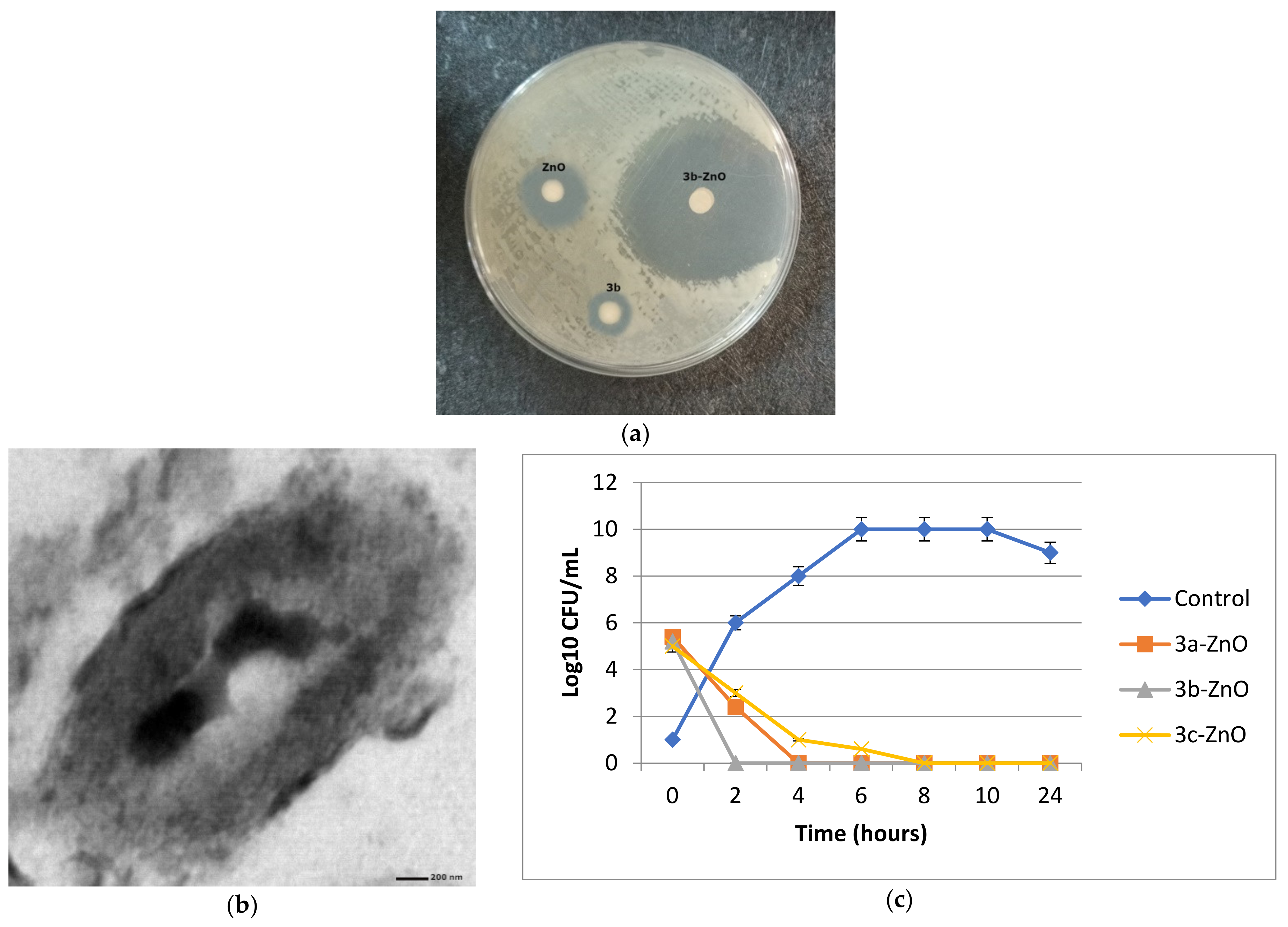 Antibiotics 11 00916 g009