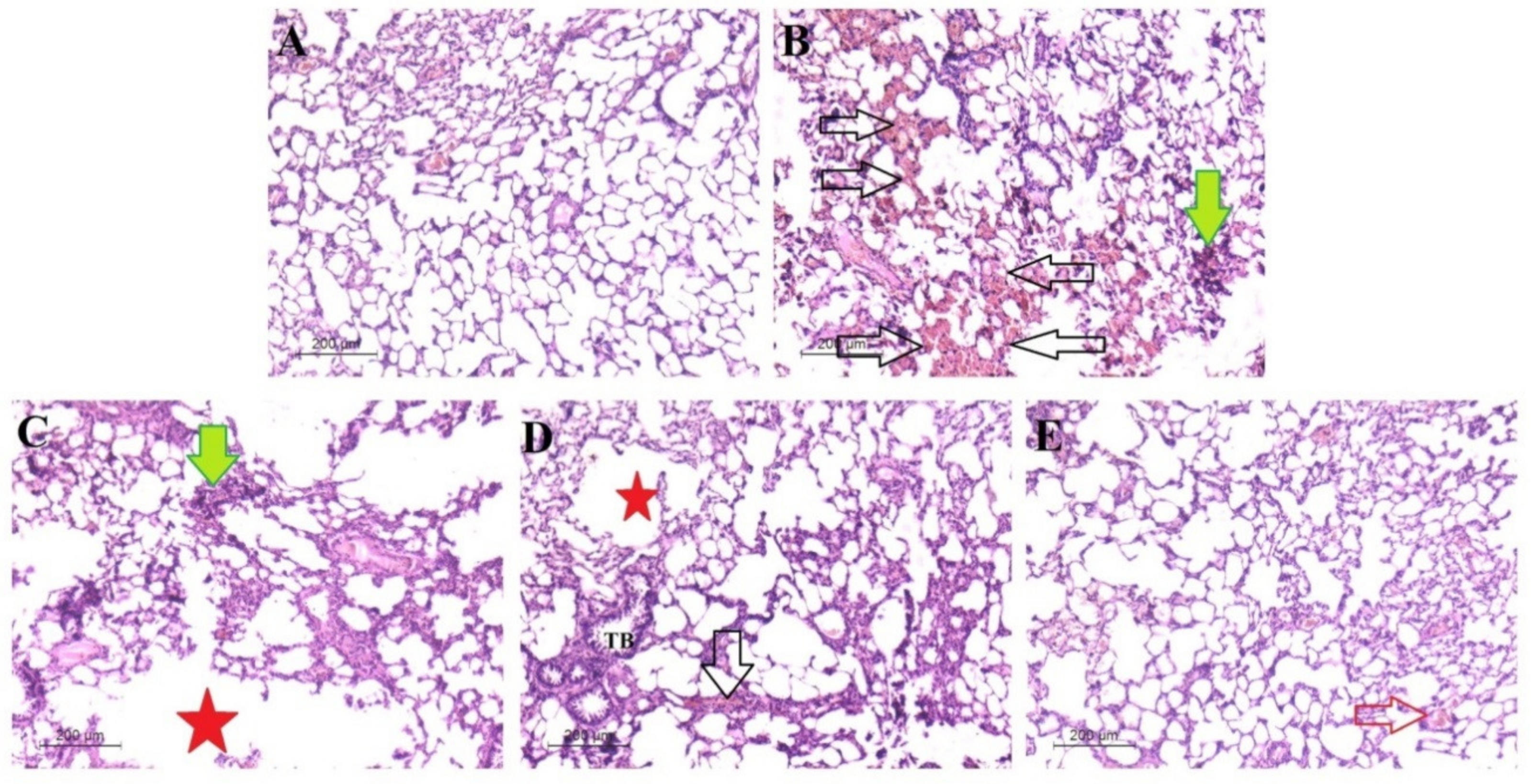 Antibiotics 11 00916 g013
