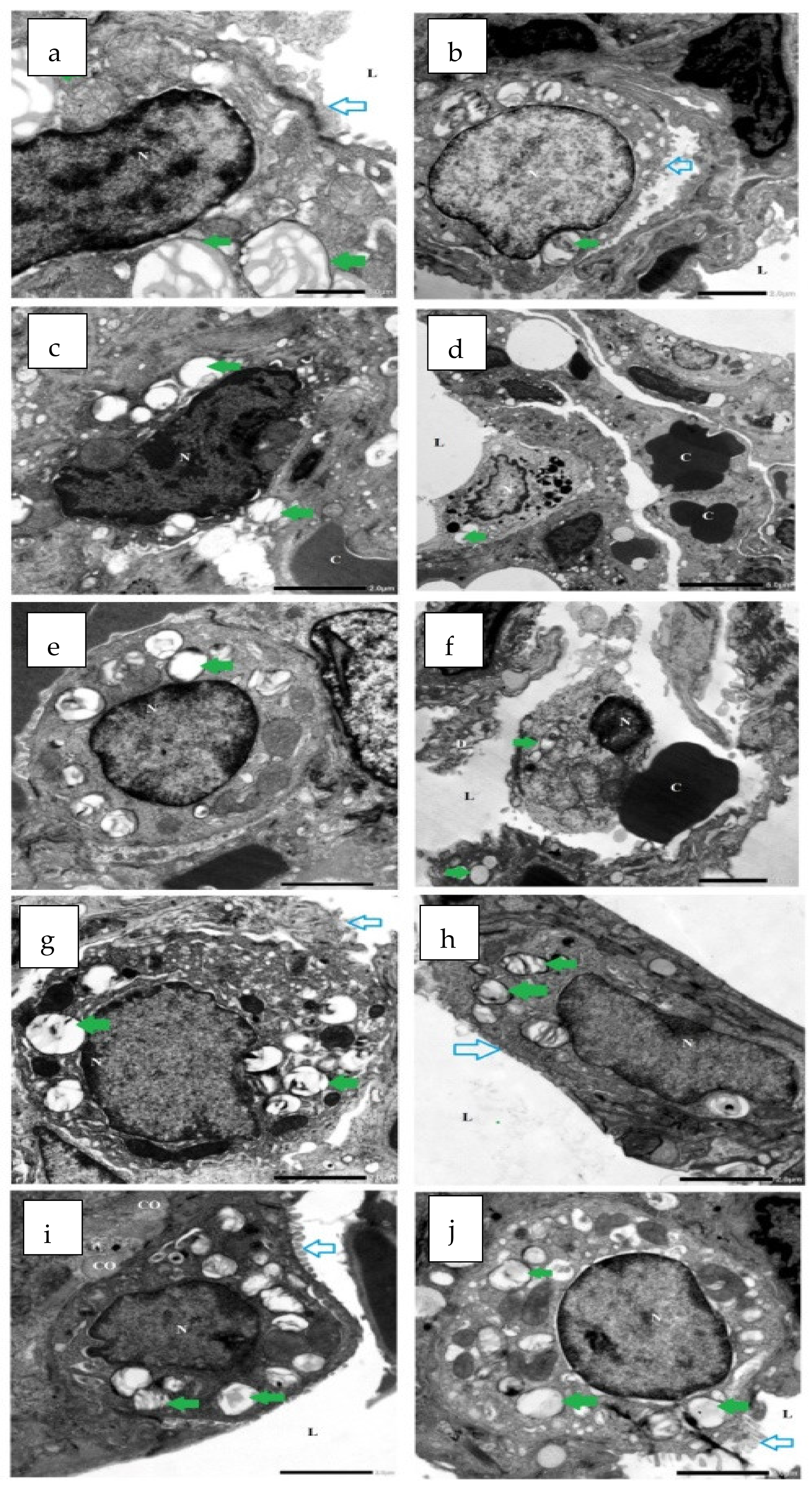 Antibiotics 11 00916 g015