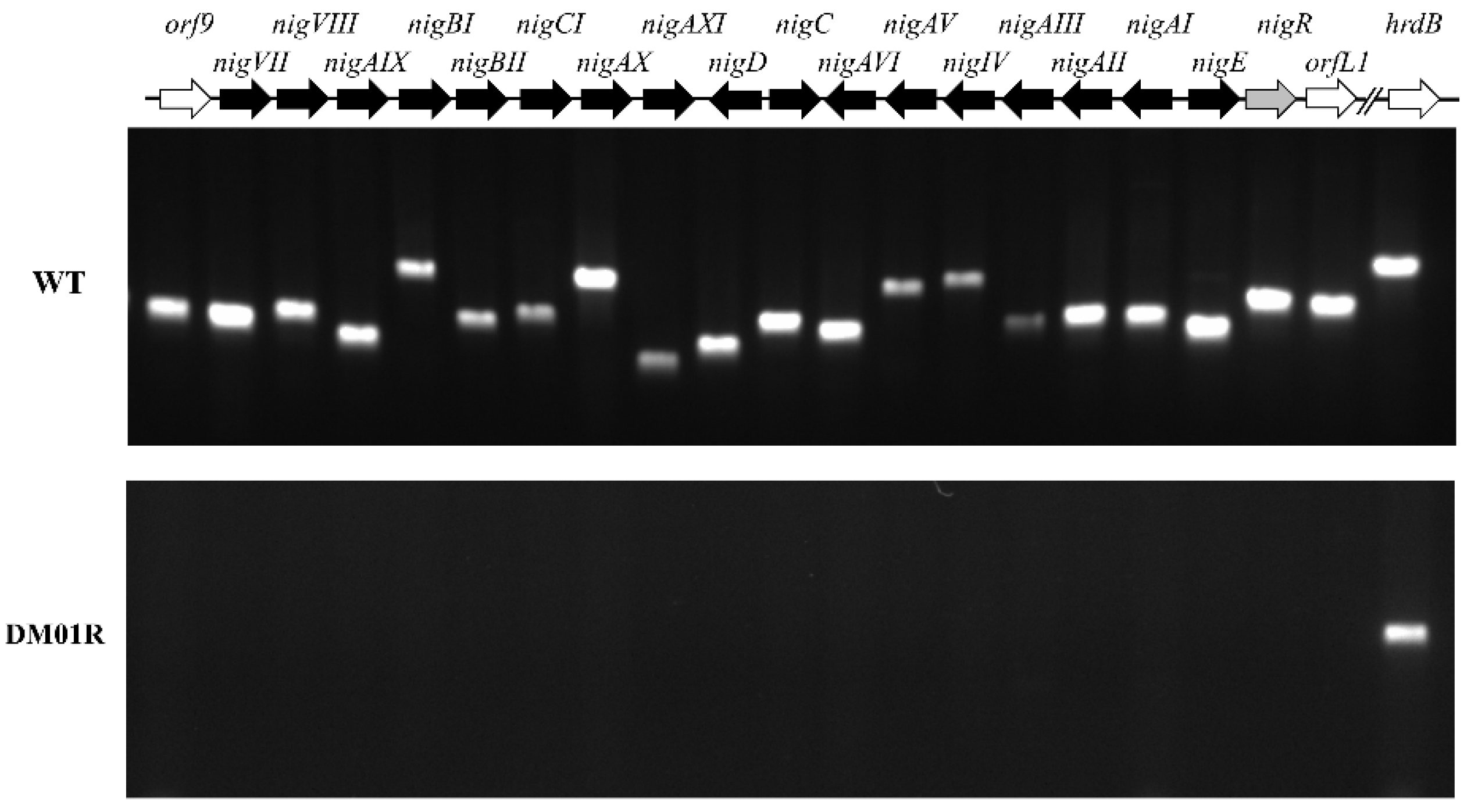 Antibiotics 11 00938 g004 Antibiotics 11 00938 g004
