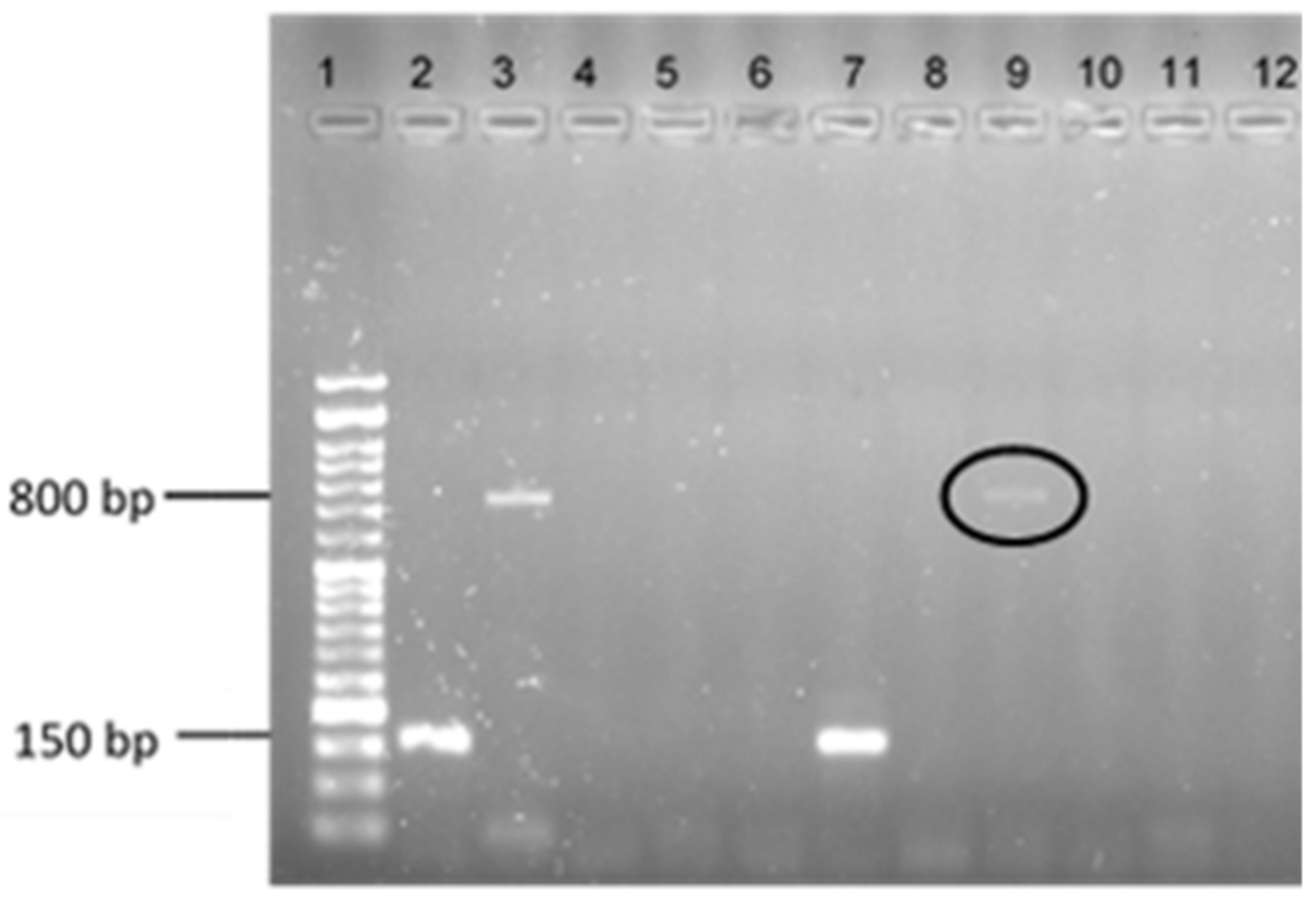 Antibiotics 11 00972 g001