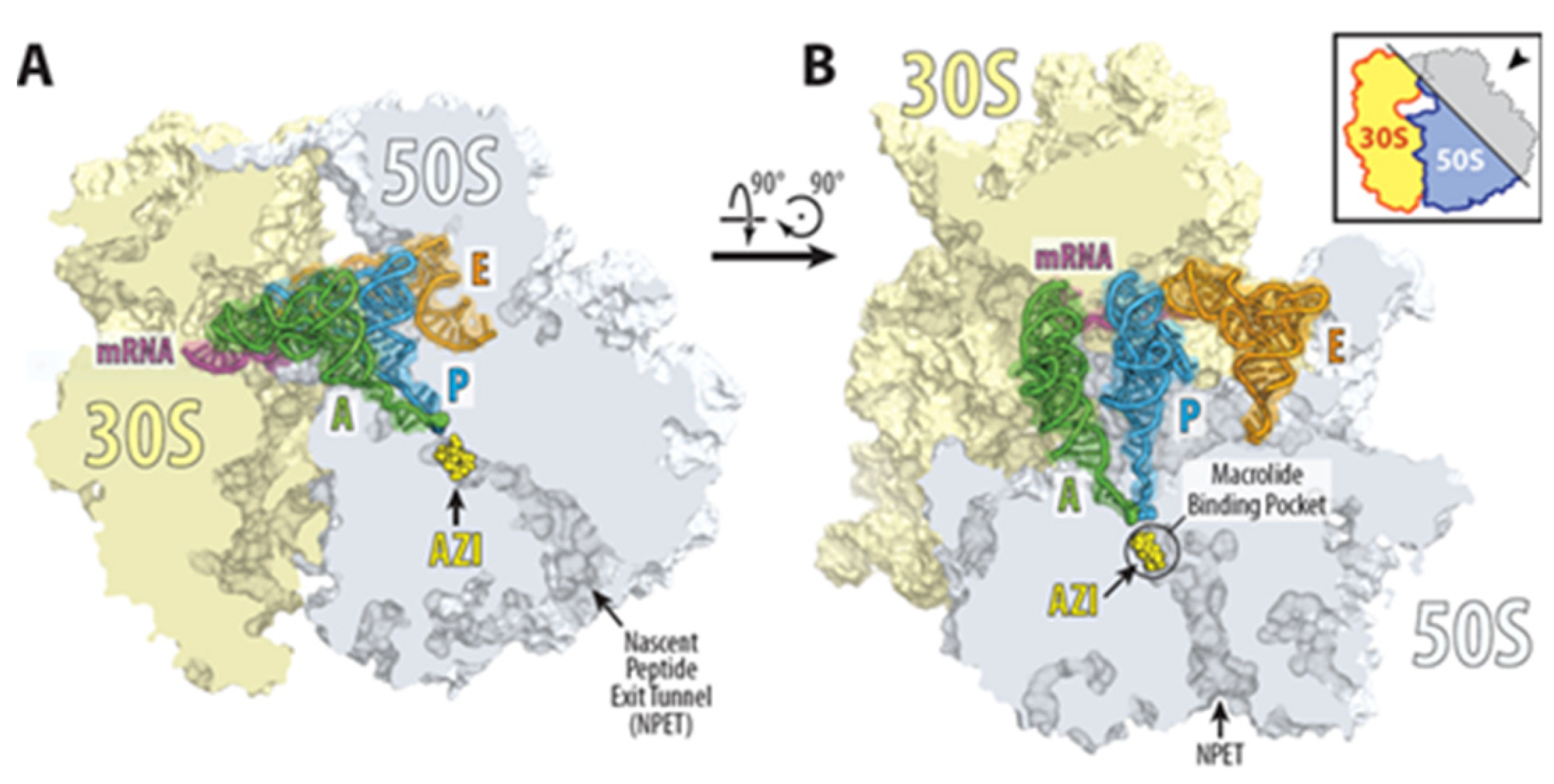 Antibiotics 11 01063 g002 Antibiotics 11 01063 g002