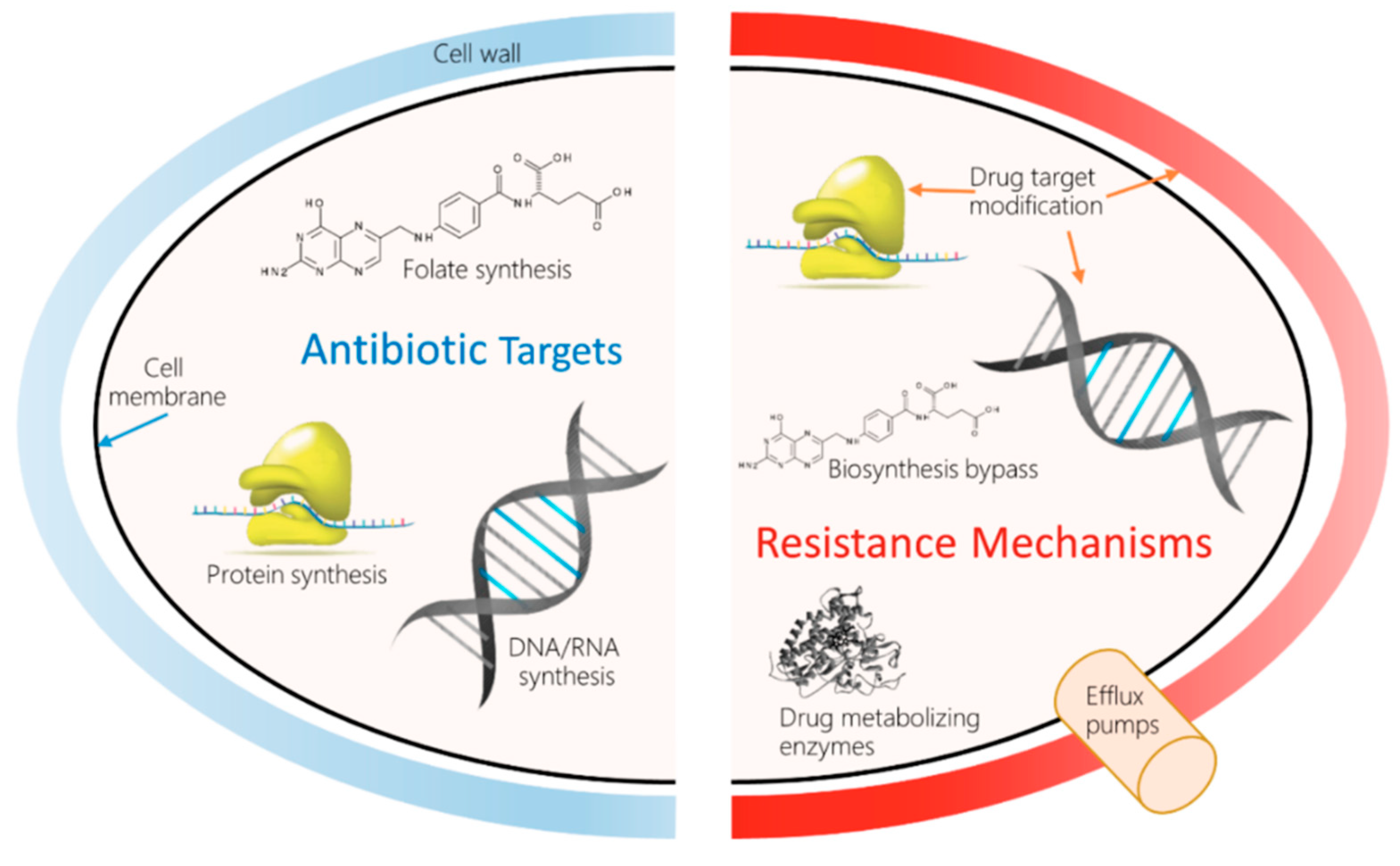 phd antibiotic resistance