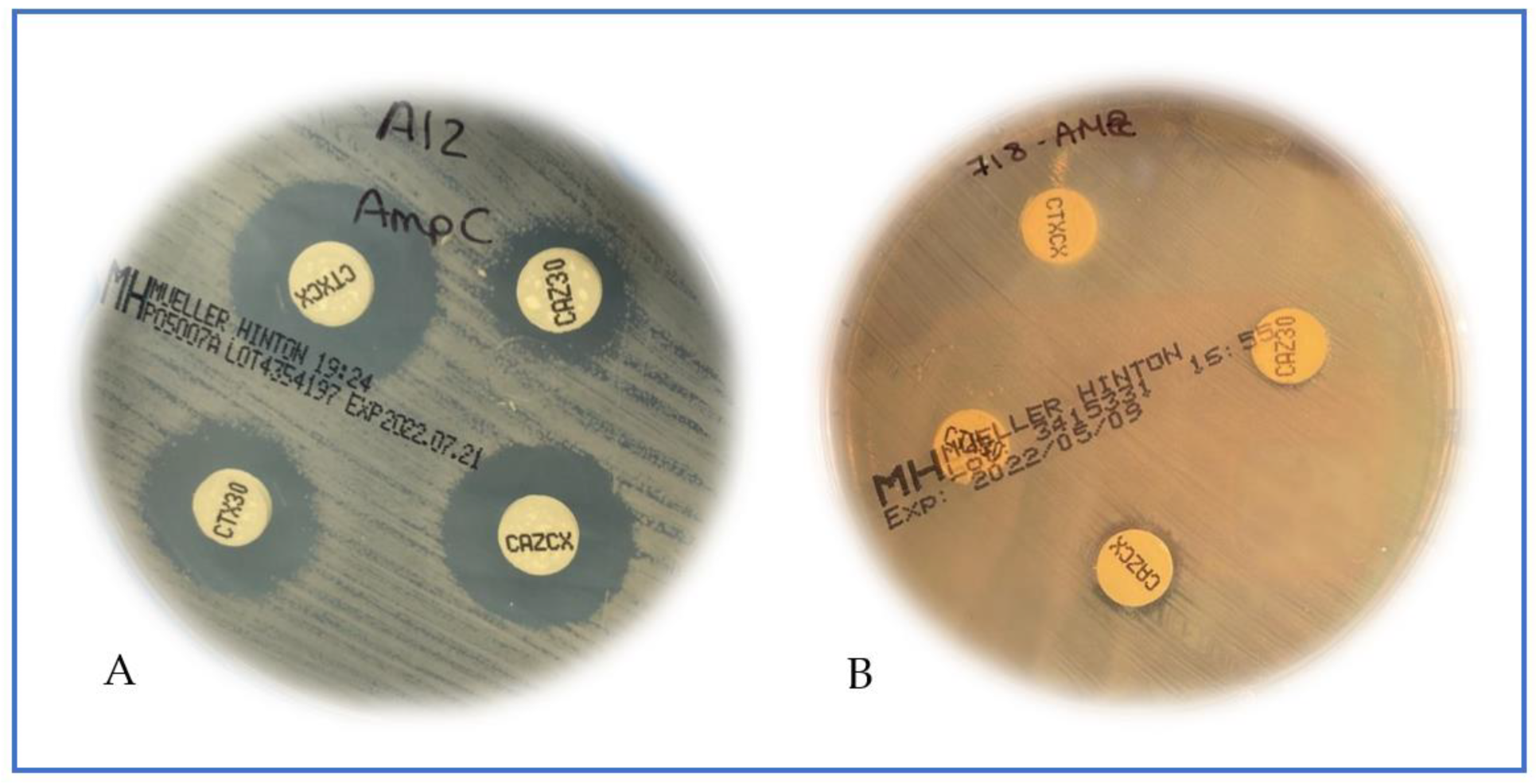 Antibiotics 11 01130 g001