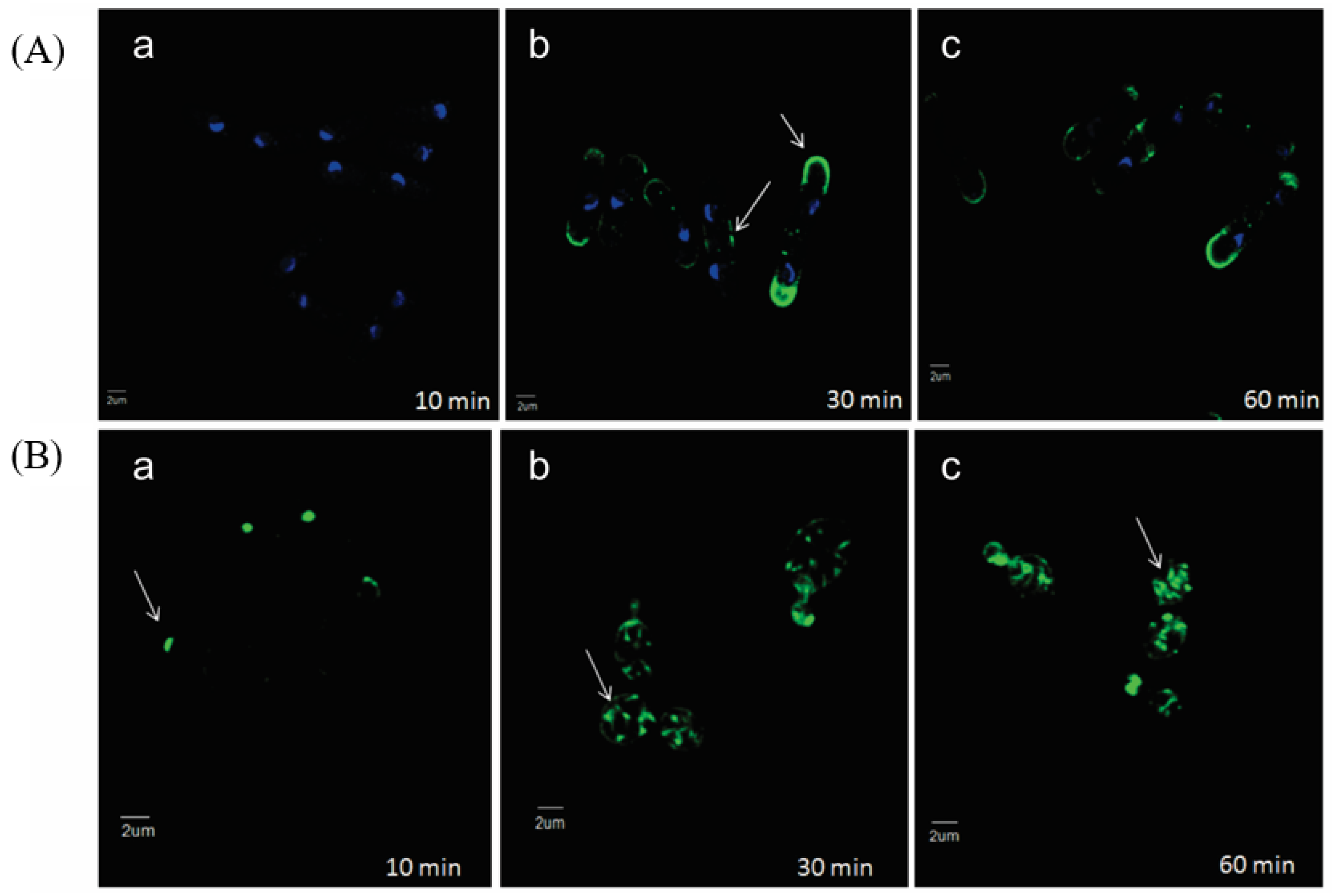 Antibiotics 11 01143 g003 550