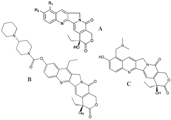 Coumarins as Fungal Metabolites with Potential Medicinal