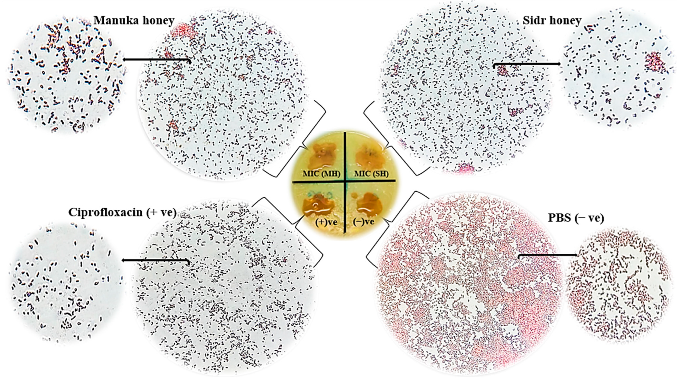 Antibiotics 11 01182 g005
