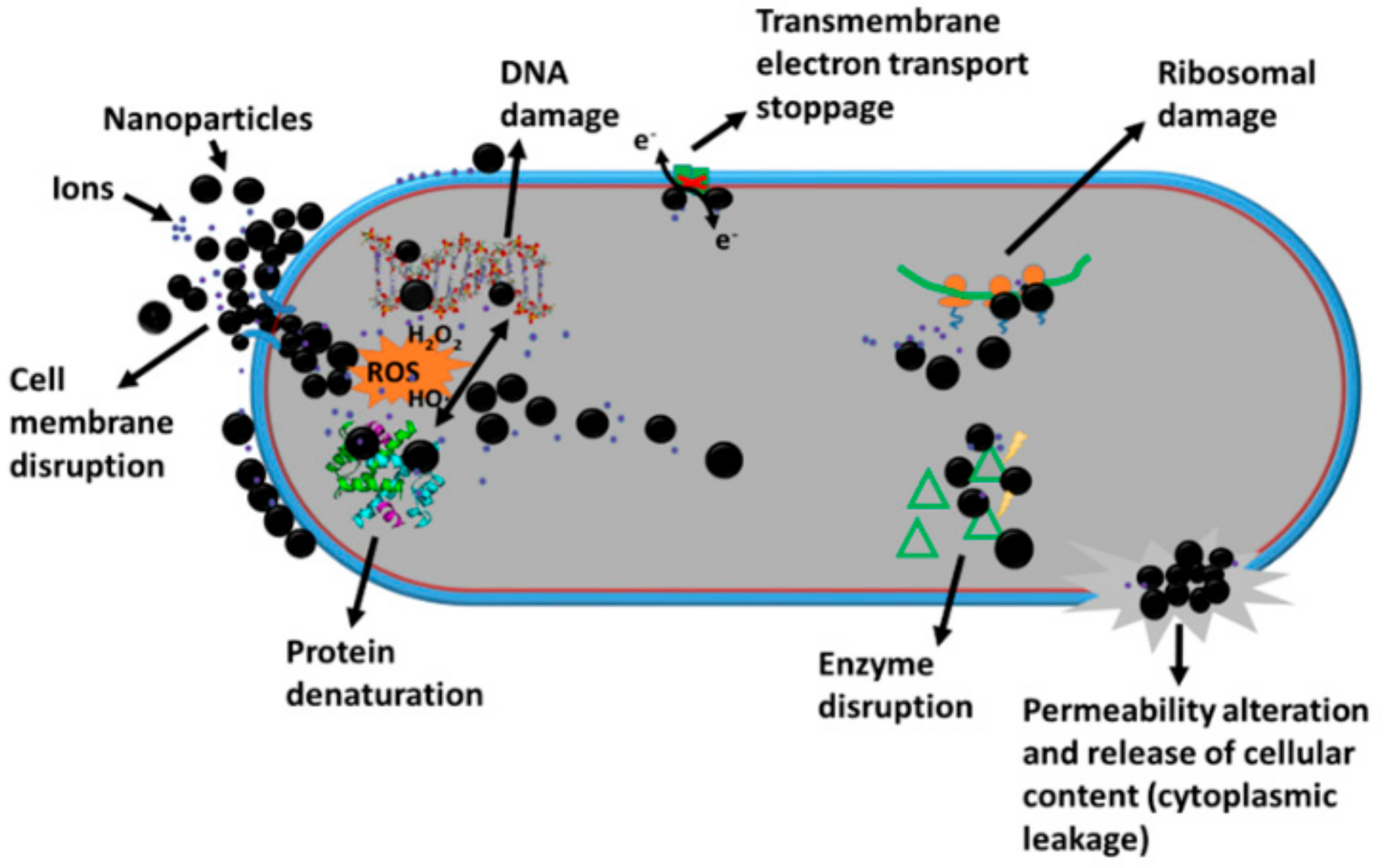 Antibiotics 11 01205 g001 550