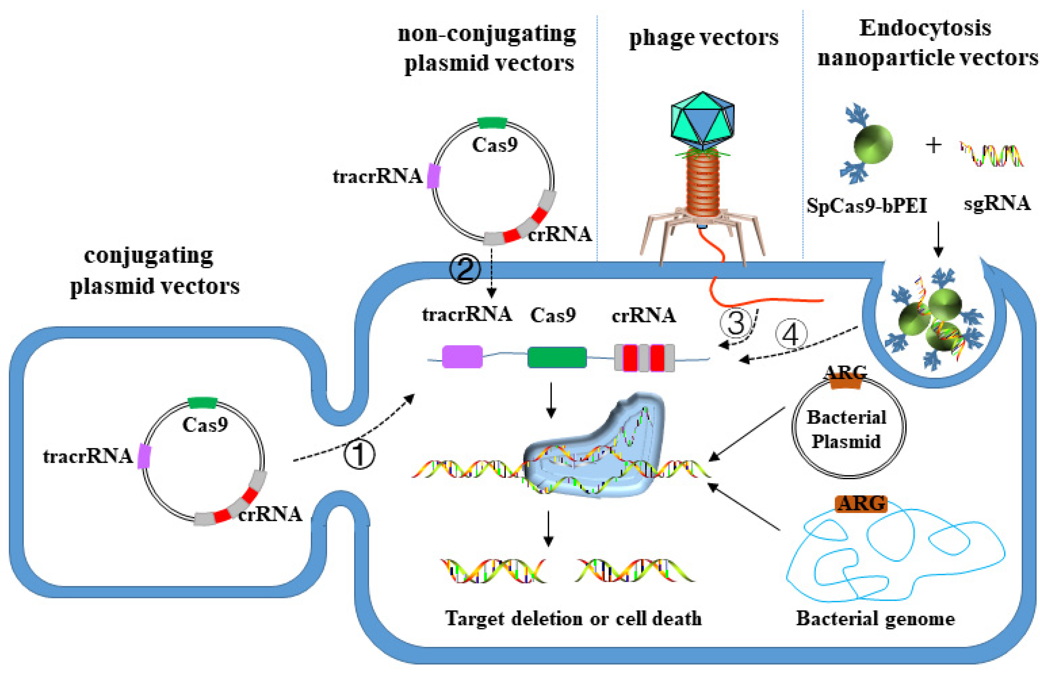 Antibiotics 11 01215 g003 550