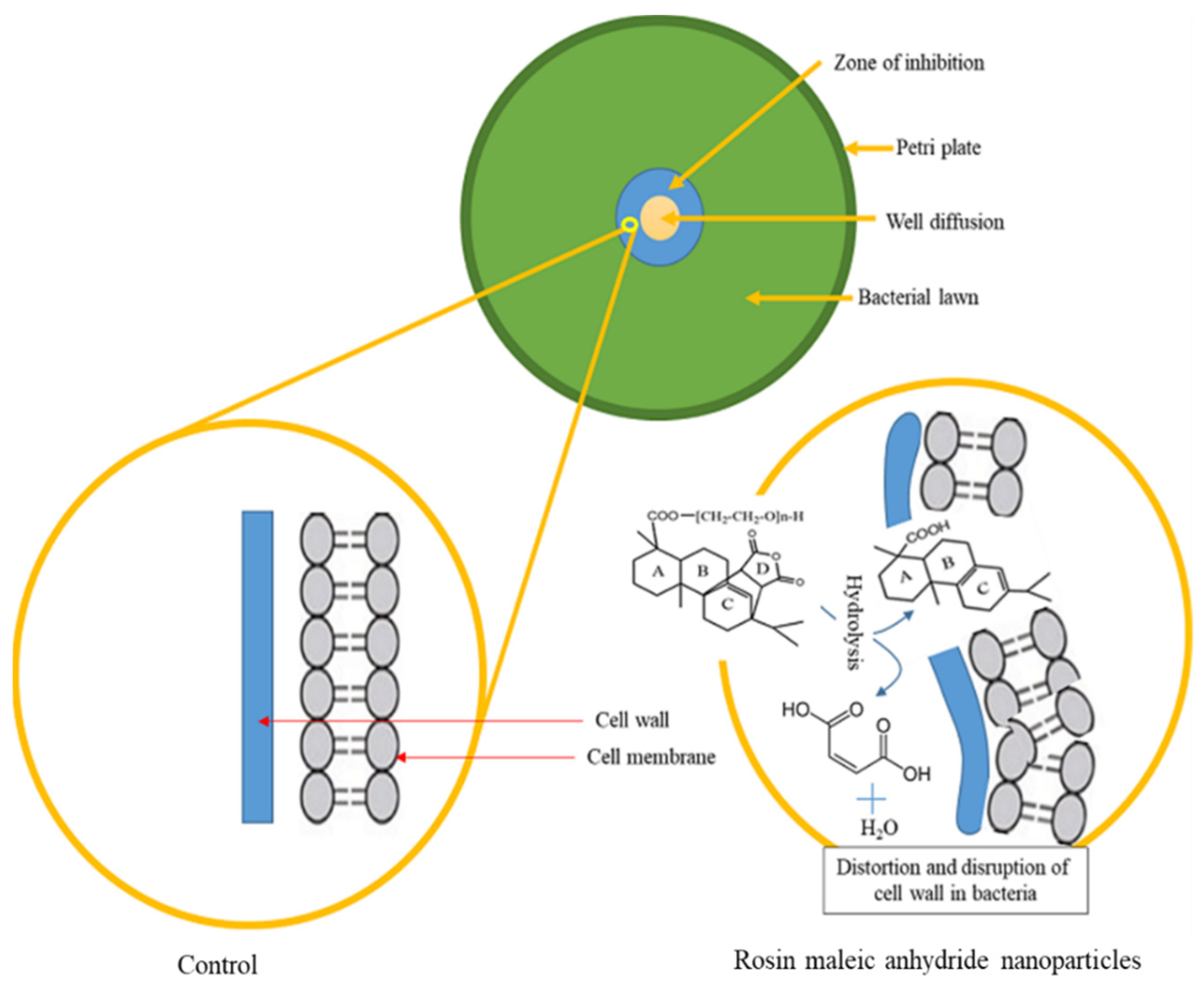 Antibiotics 11 01270 g008