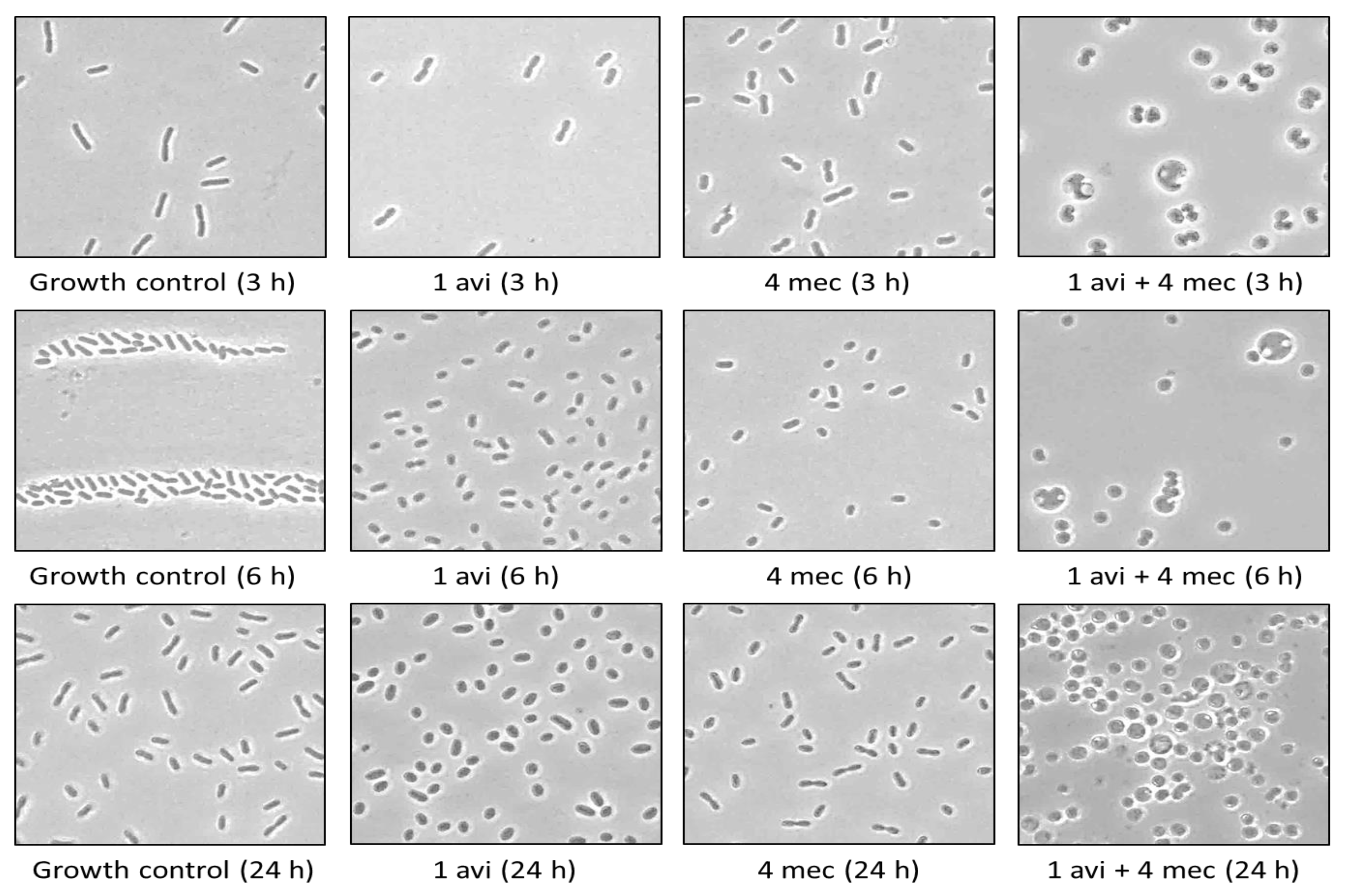 Antibiotics 11 01280 g003