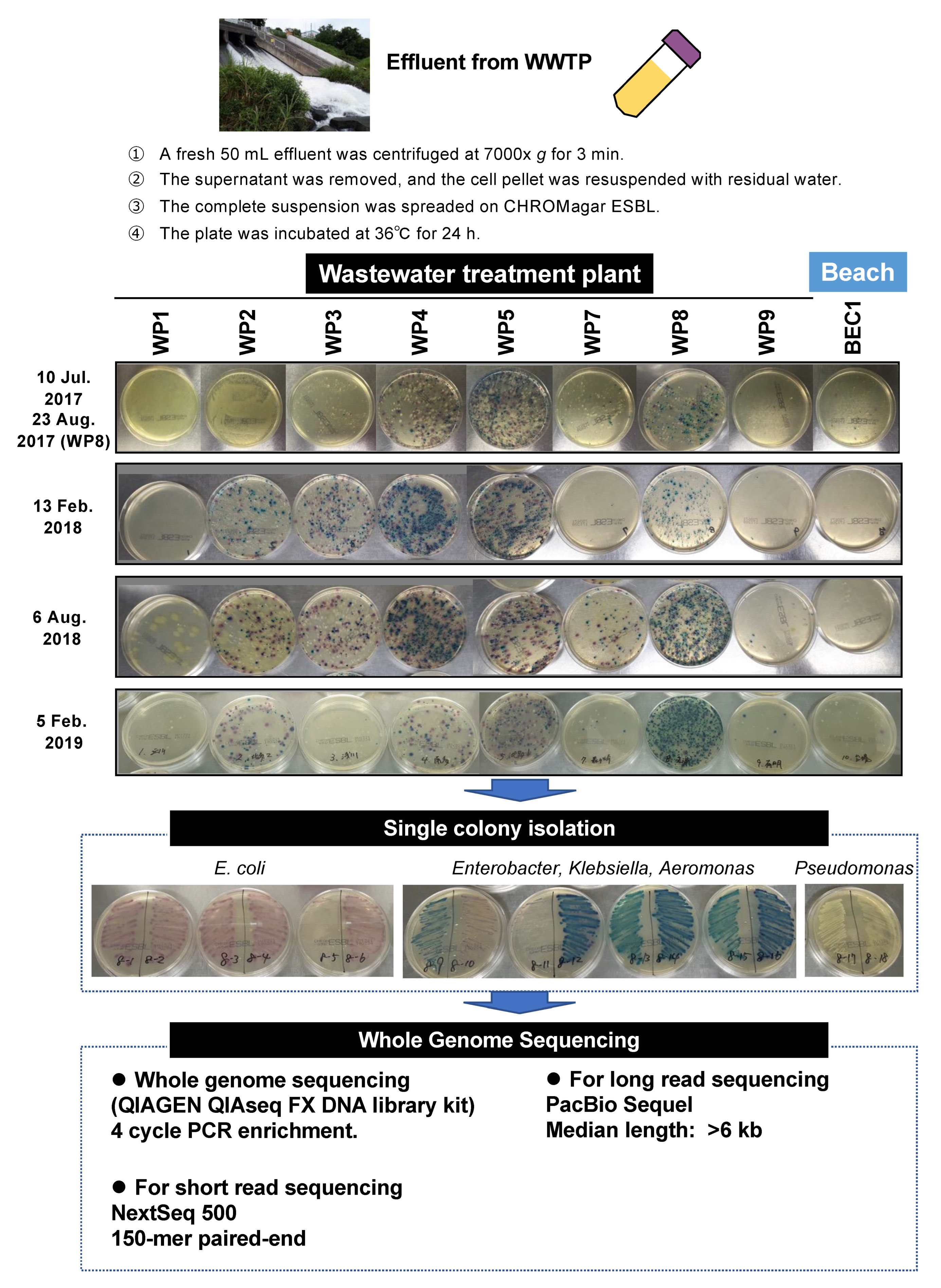 Antibiotics 11 01283 g001 Antibiotics 11 01283 g001