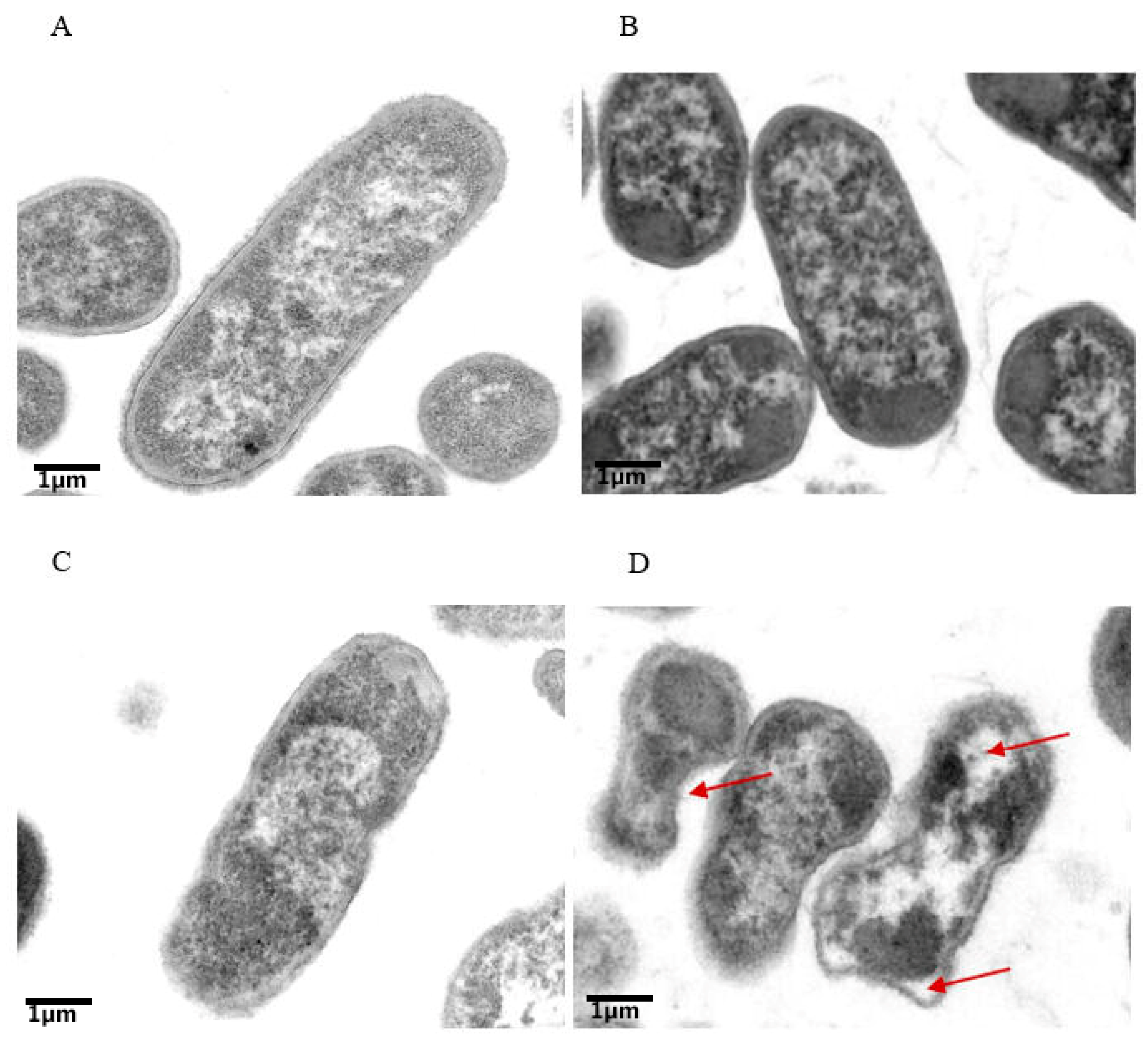 Antibiotics 11 01346 g004