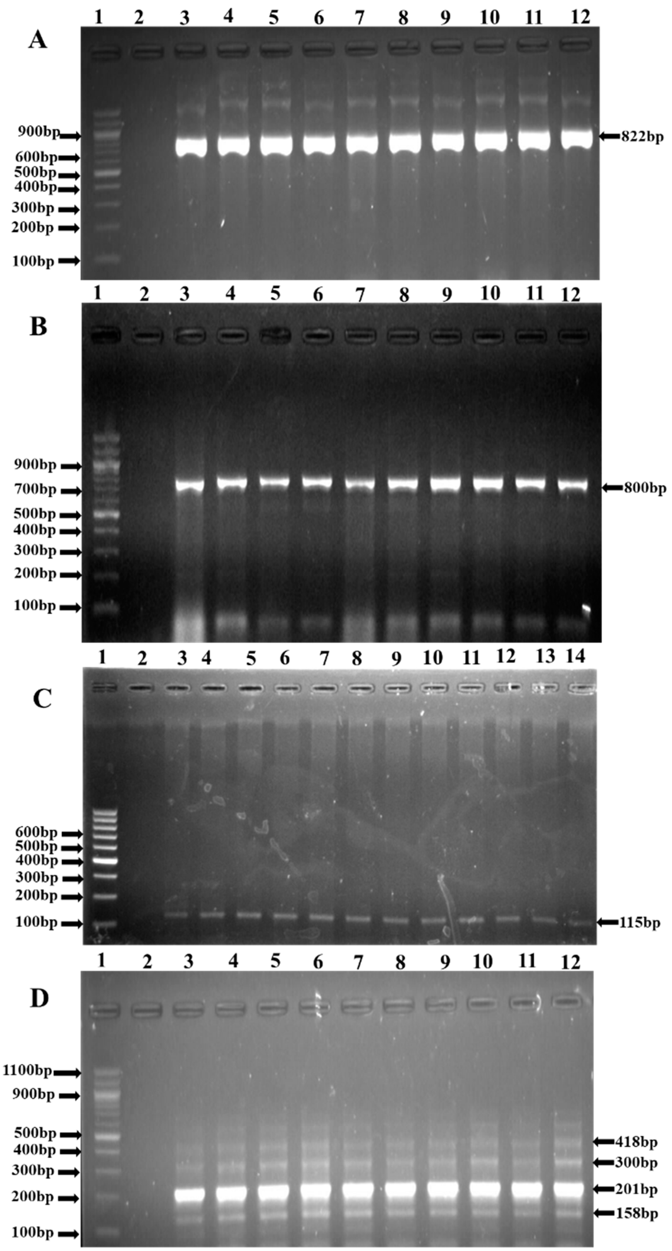 Antibiotics 11 01353 g004 Antibiotics 11 01353 g004
