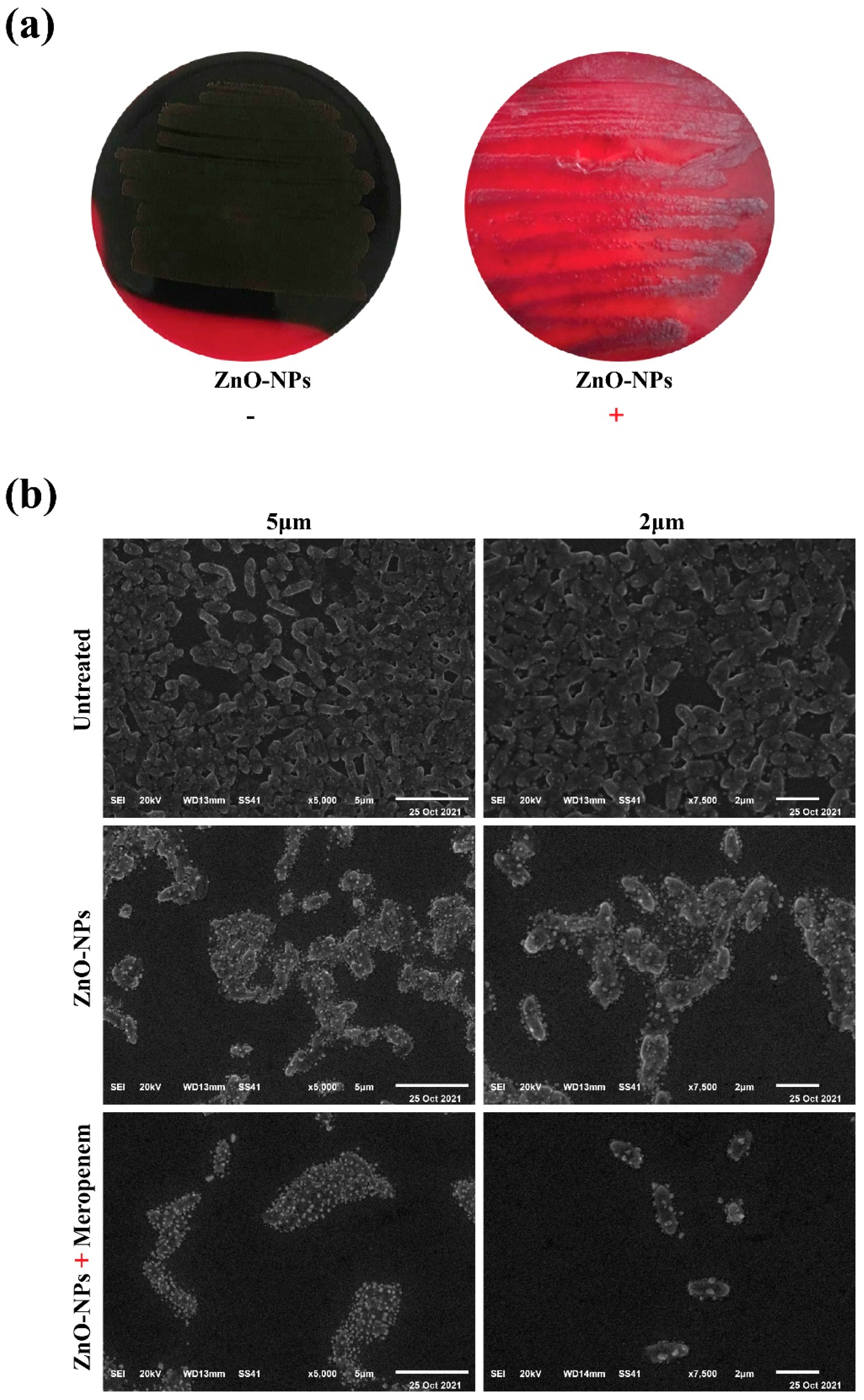 Antibiotics 11 01374 g002