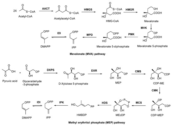 Biosynthesis Investigations of Terpenoid, Alkaloid, and