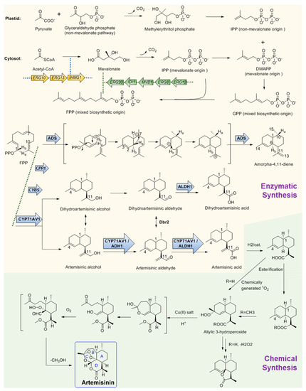 Biosynthesis Investigations of Terpenoid, Alkaloid, and