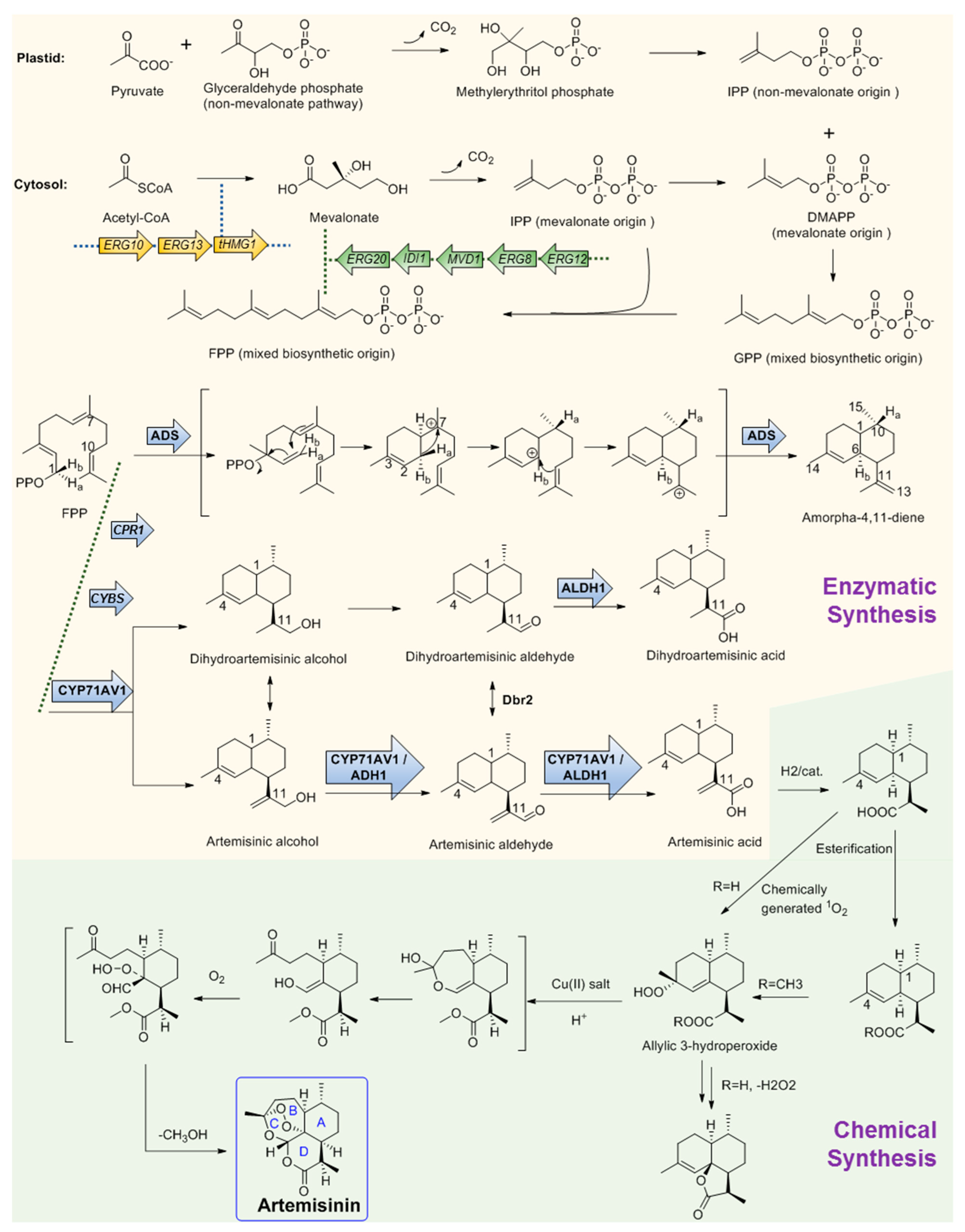 Biosynthesis Investigations of Terpenoid, Alkaloid, and