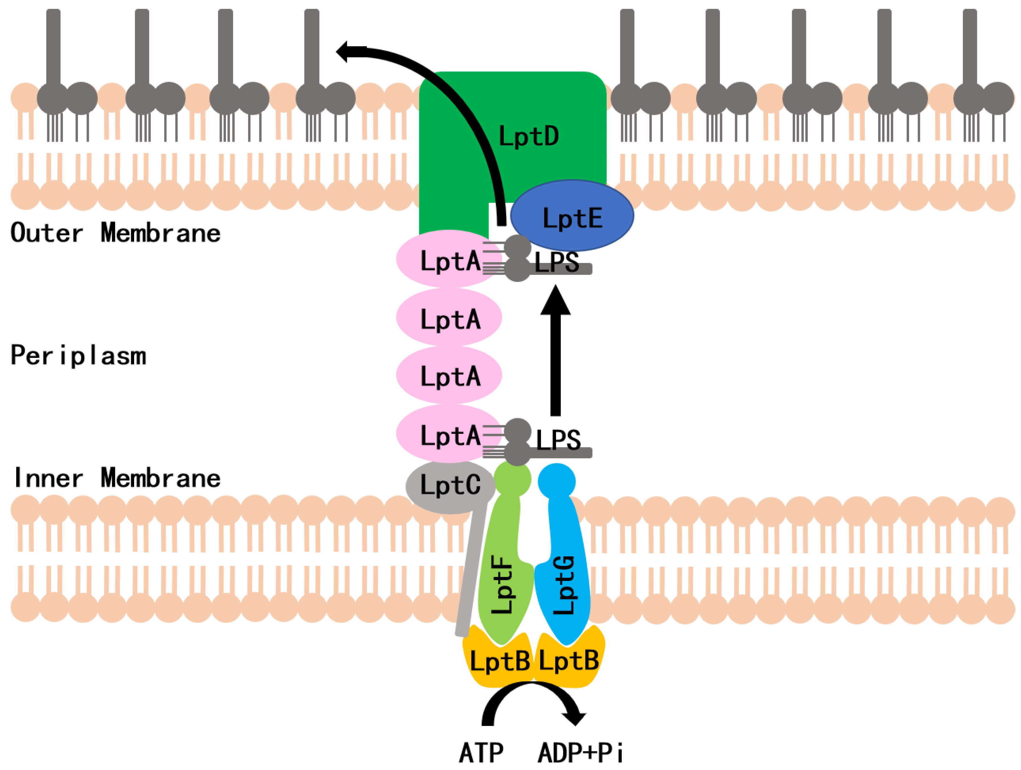 | Free Full-Text | Identification of a Molecule That Inhibits Interaction of LPS Transporters LptA LptC