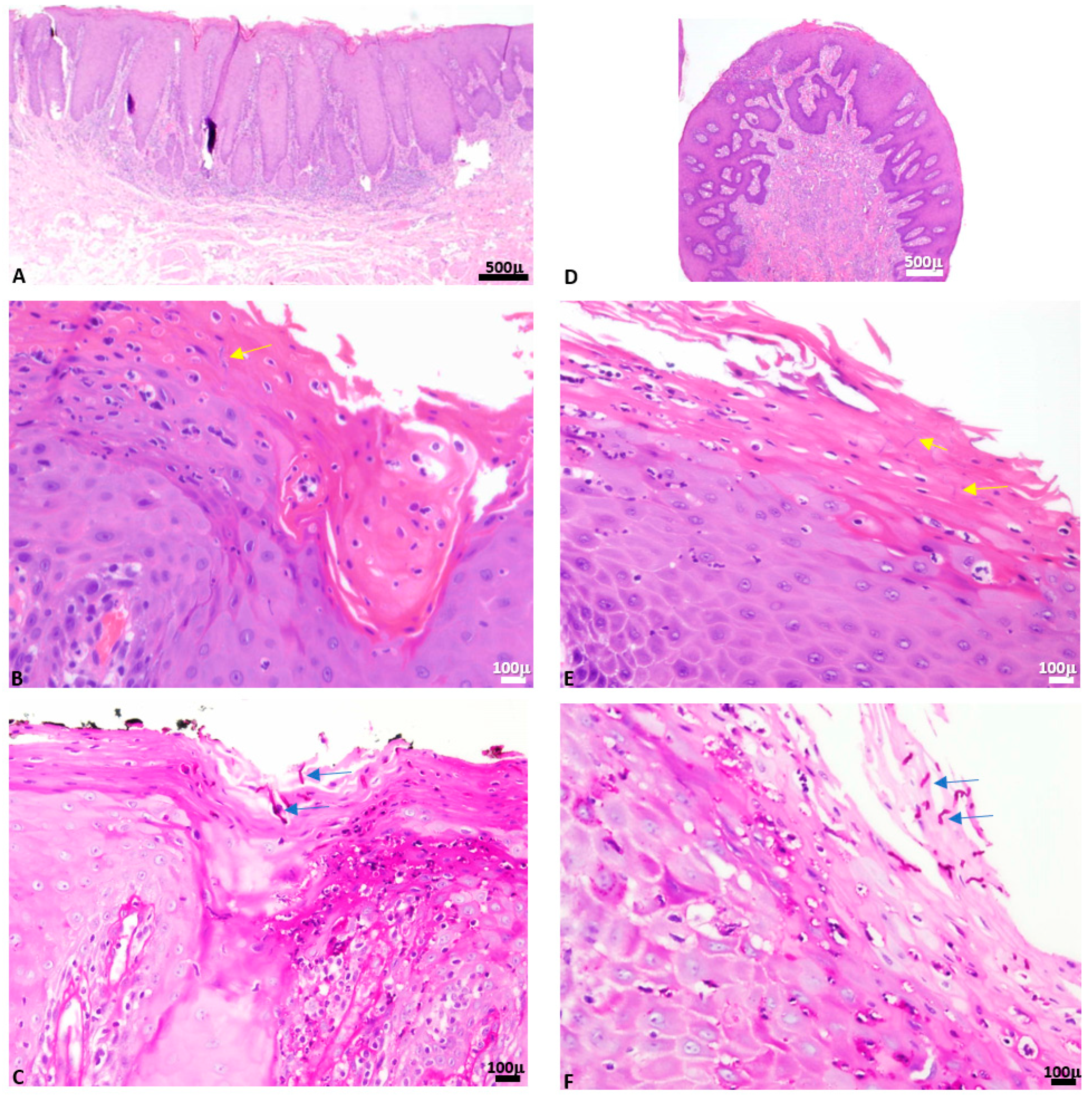 Antibiotics 11 01386 g002