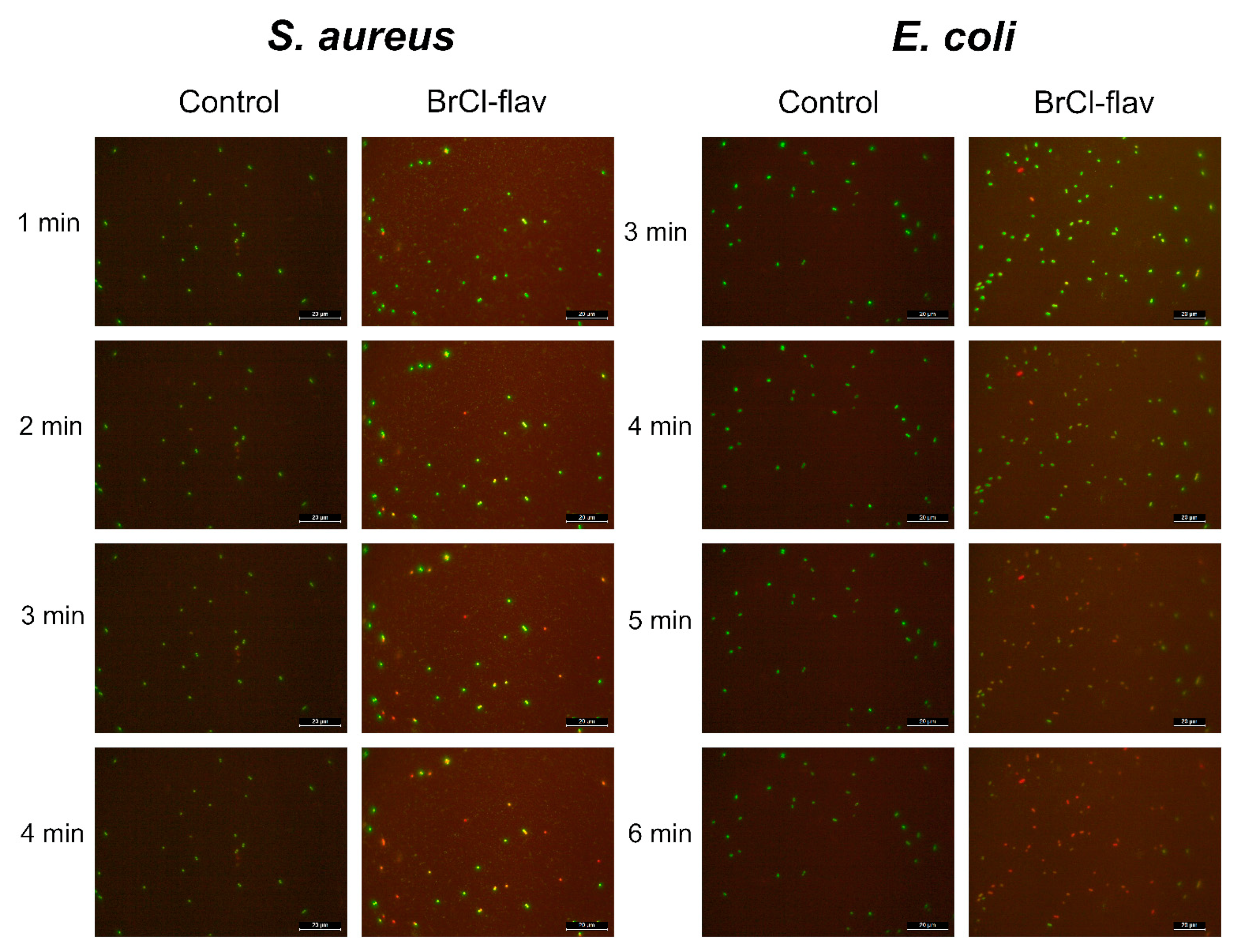 Antibiotics 11 01389 g006