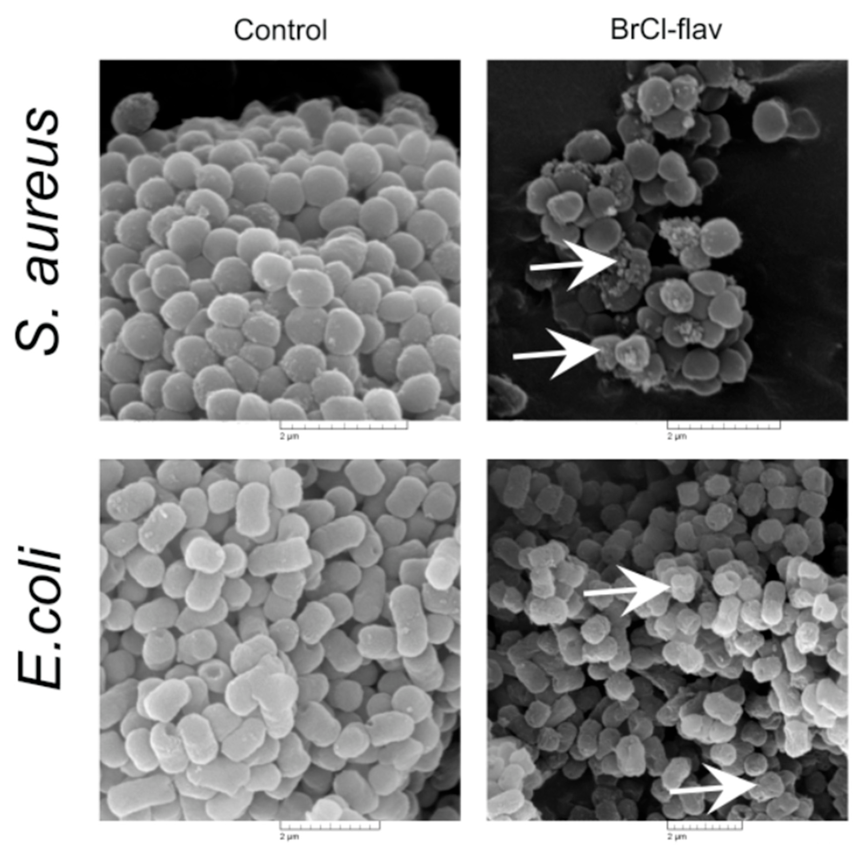 Antibiotics 11 01389 g007