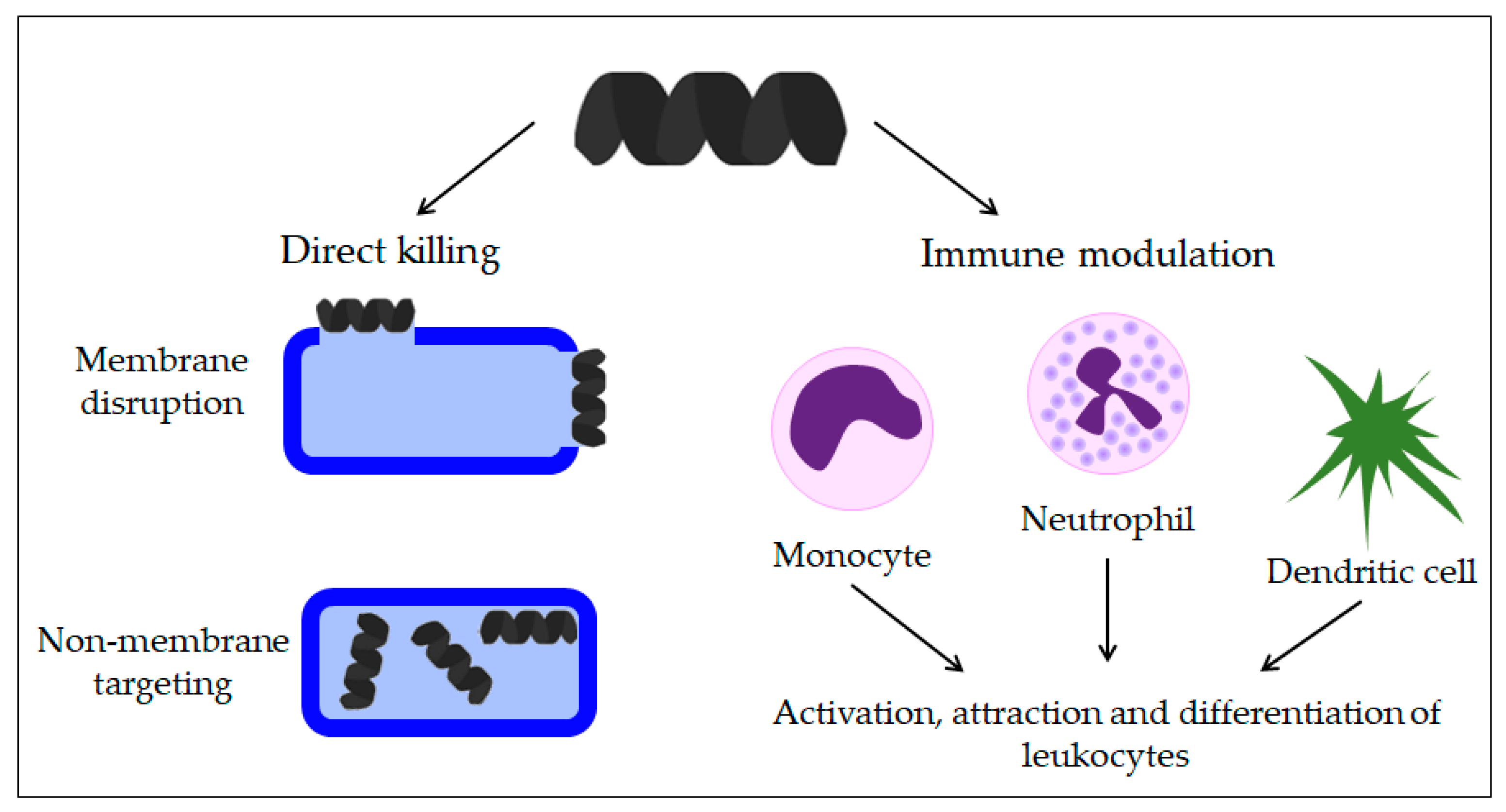 Antibiotics Free FullText Antimicrobial Peptides—Mechanisms of