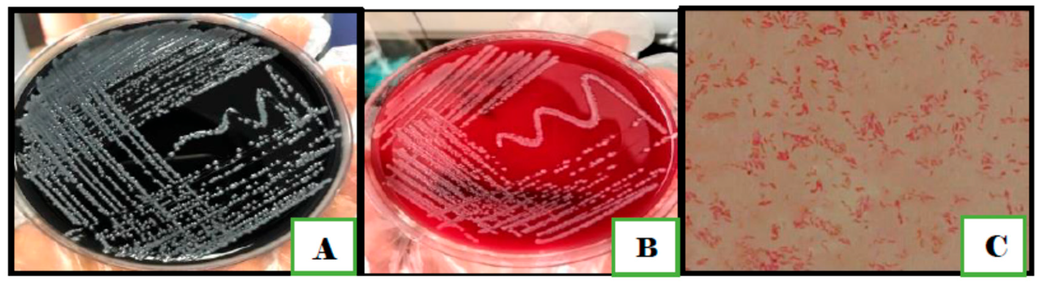 Antibiotics 11 01421 g001